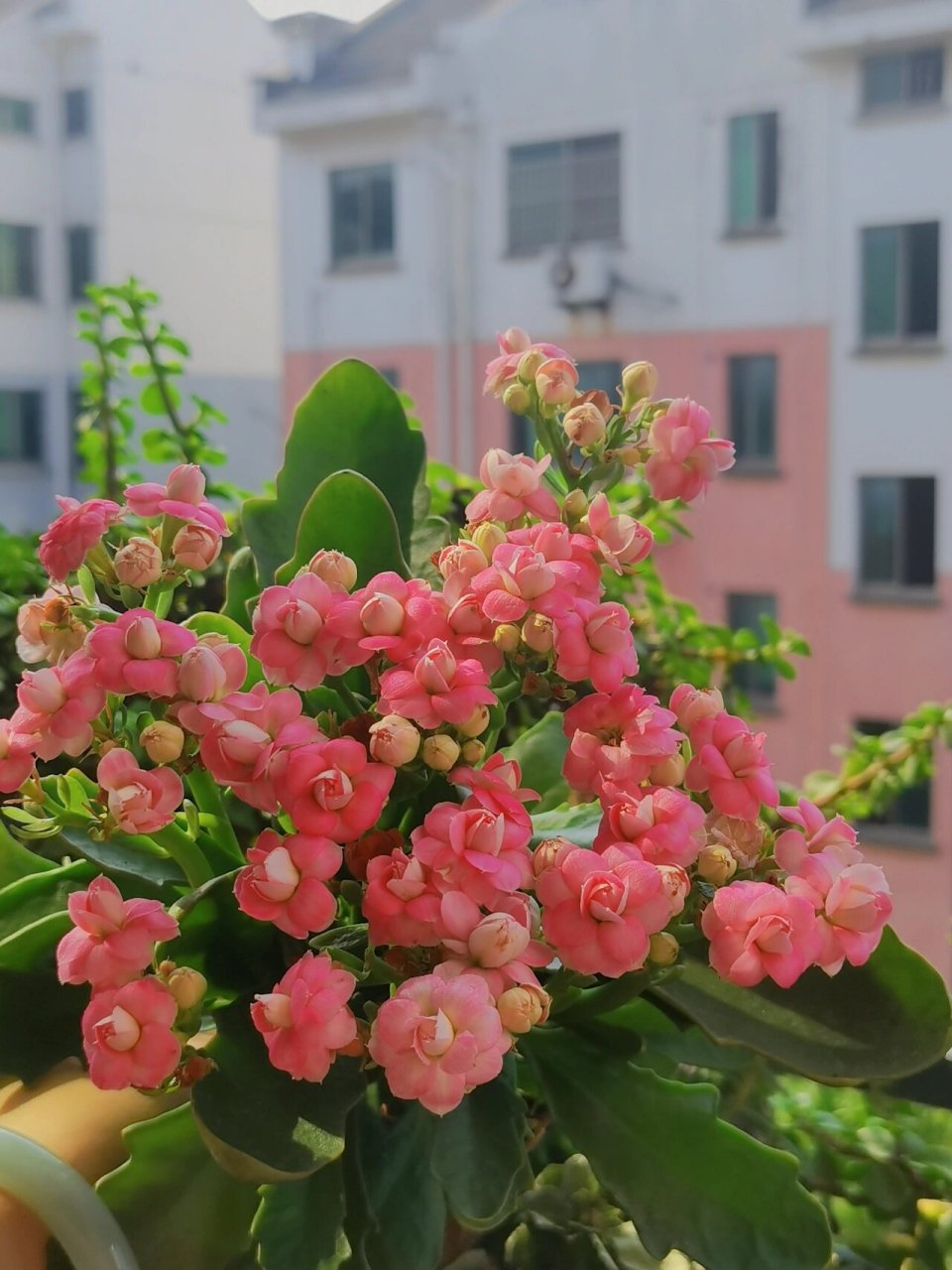 独角兽—长寿花 三鱼一兽里面的独角兽可爱到爆炸的一款花,看着每个