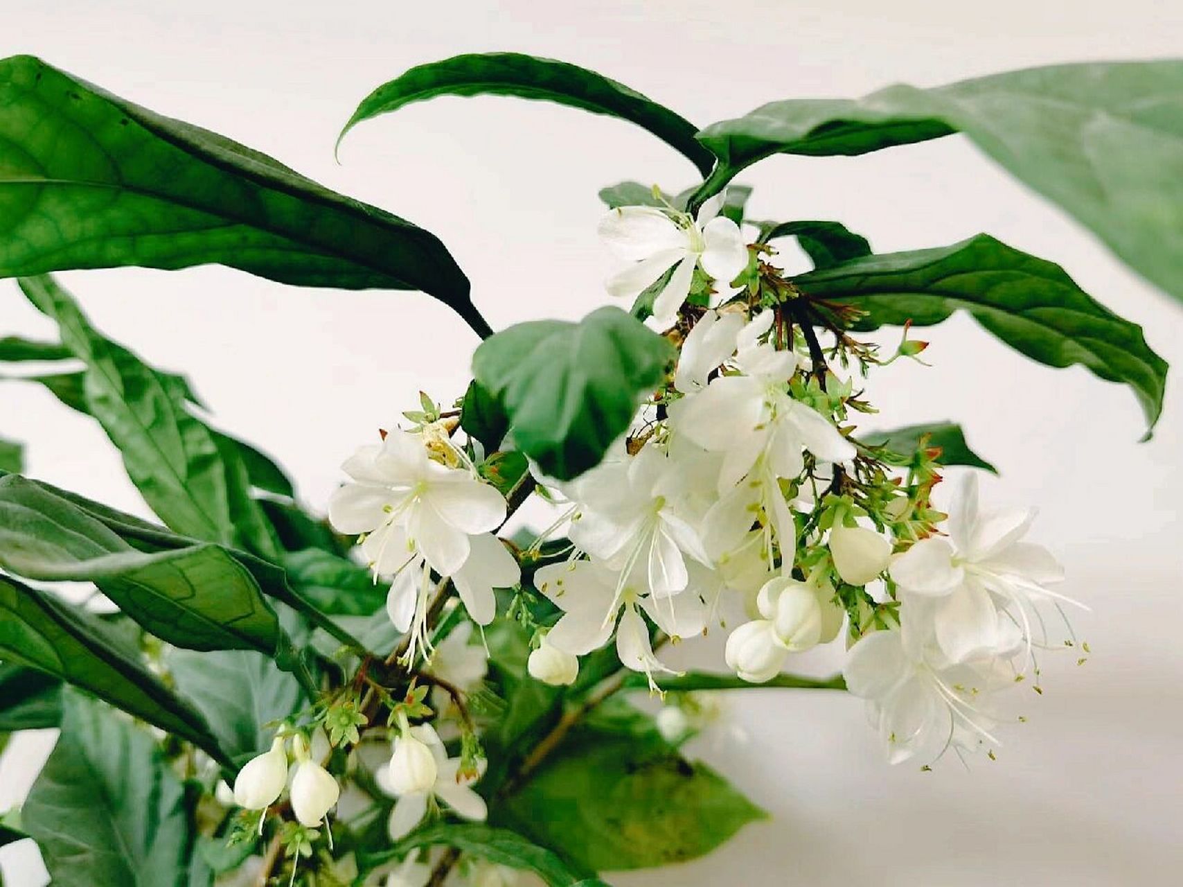 当自己是一棵树的垂丝茉莉 第一张是现在的样子,第二三张是刚买回来的