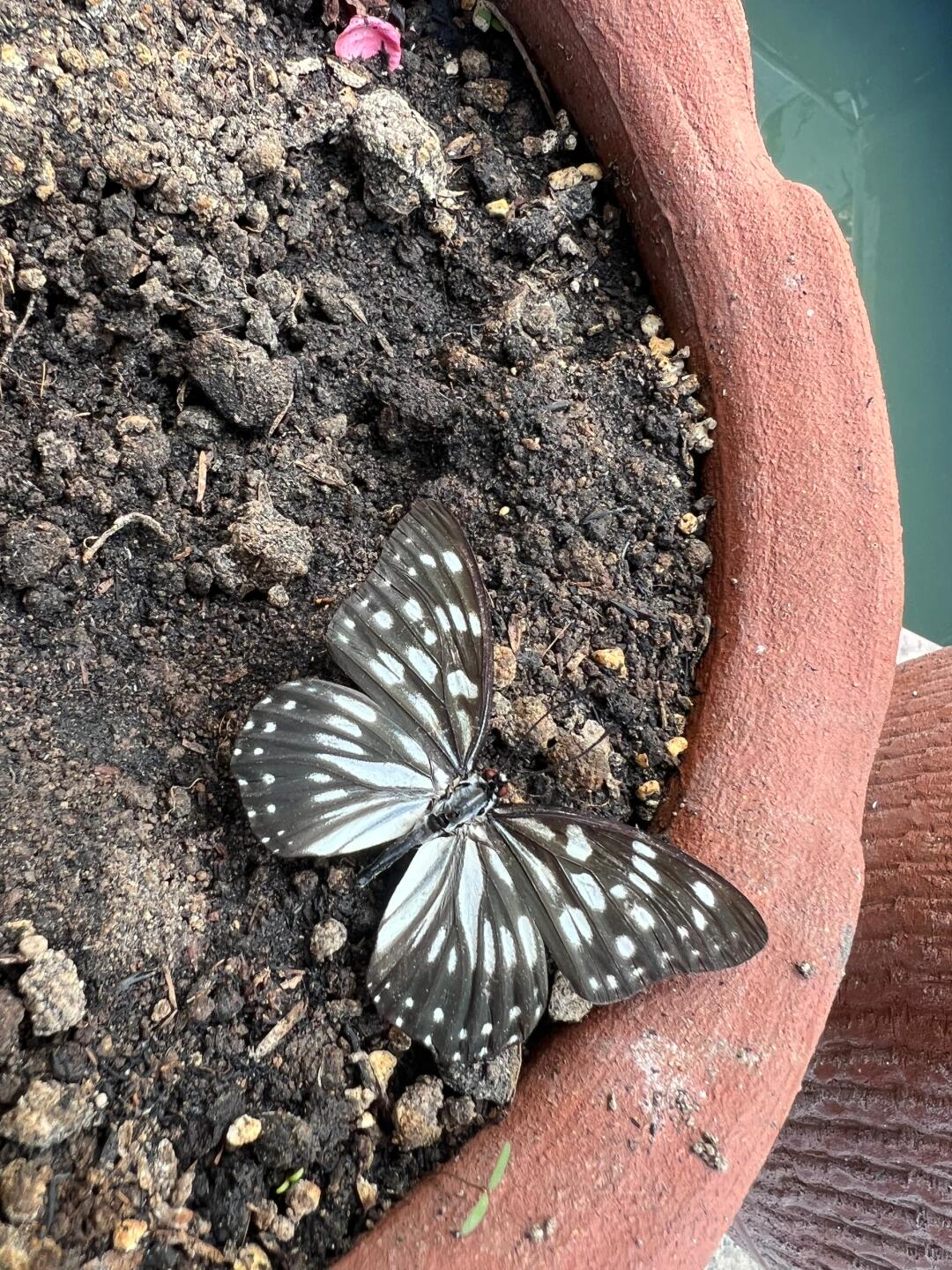 中 文 名 拟斑脉蛱蝶