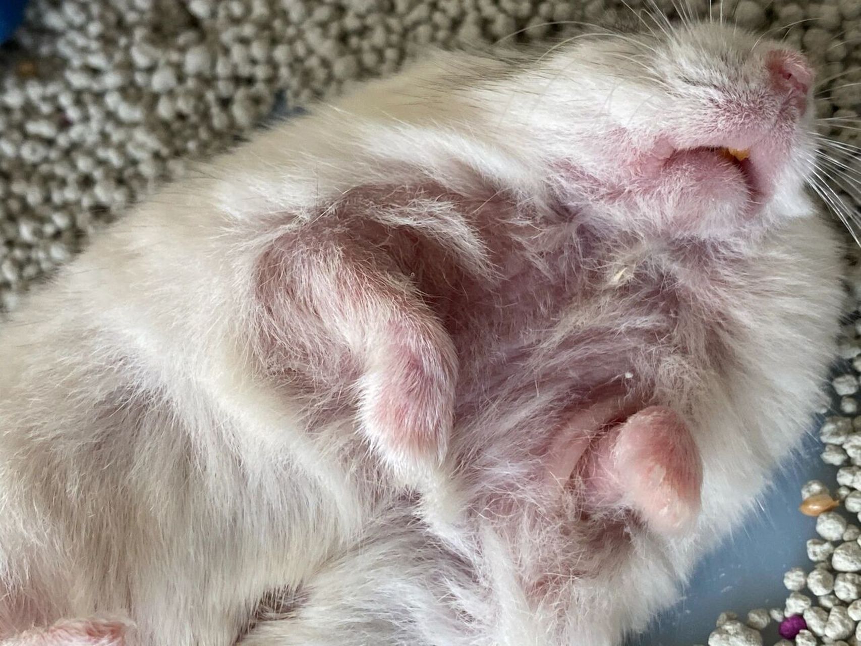 仓鼠真菌感染,现在终于又长毛了