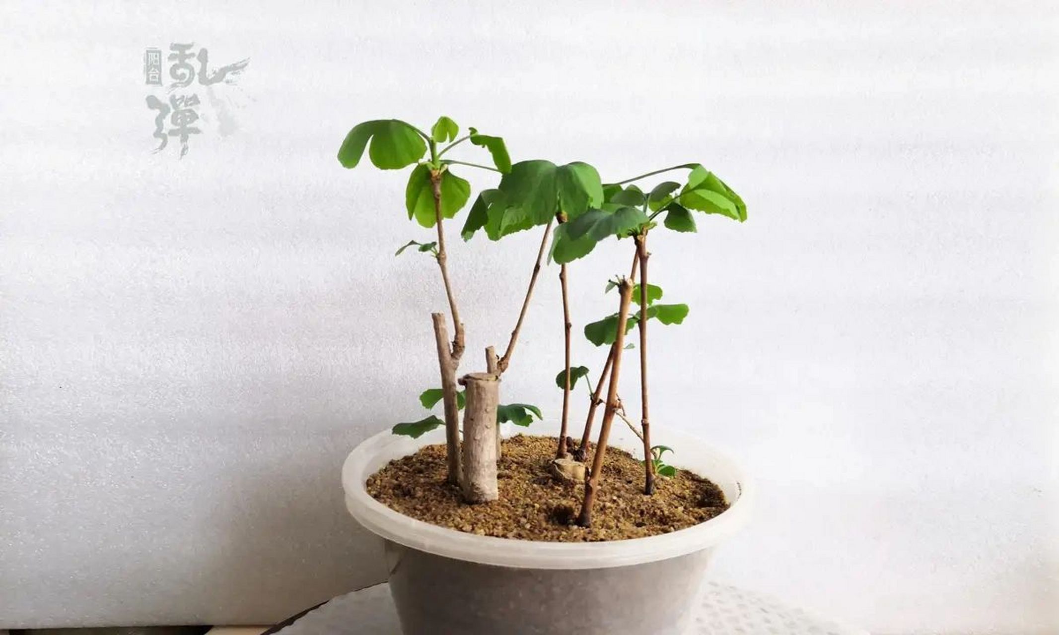 乱弹|银杏扦插发新芽 2022年2月扦插的银杏发芽了,算是离最终的成功又