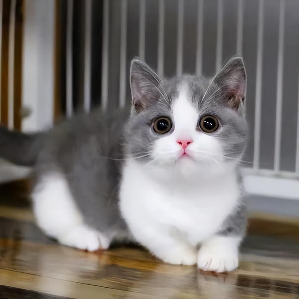 蓝白曼基康短腿猫可以活多久