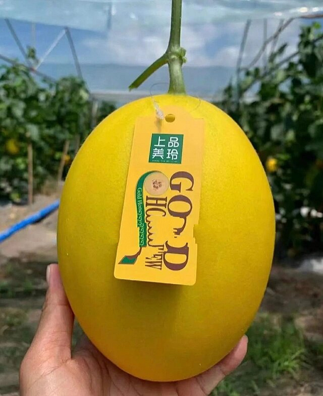 吃一口就上瘾的上品金玲! 黄金蜜露瓜90 哈密瓜中的爱马仕 高甜度!