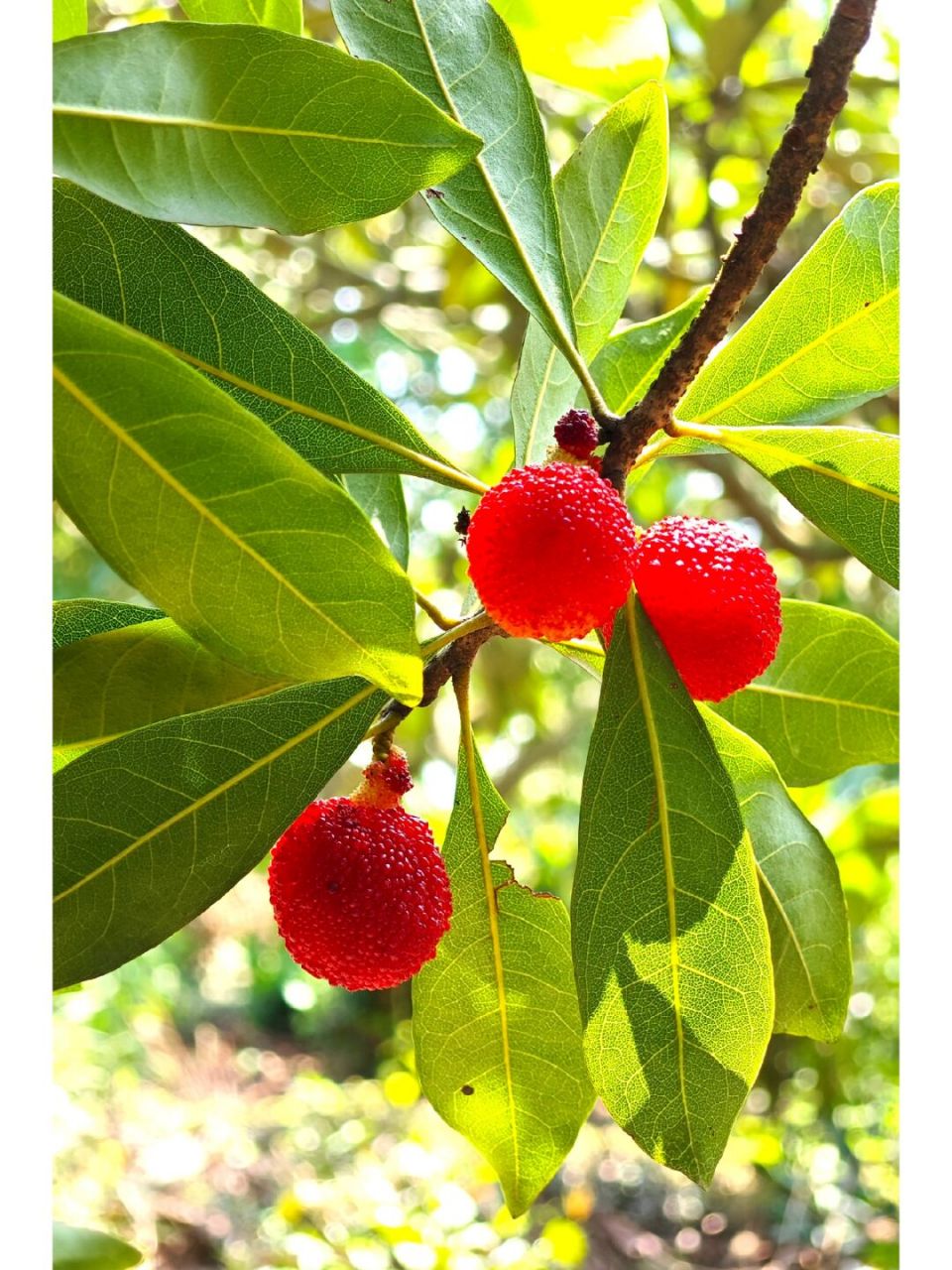 苏州,西山岛的杨梅熟了……91 #摄影师日常#  #旅拍# #摄影教学