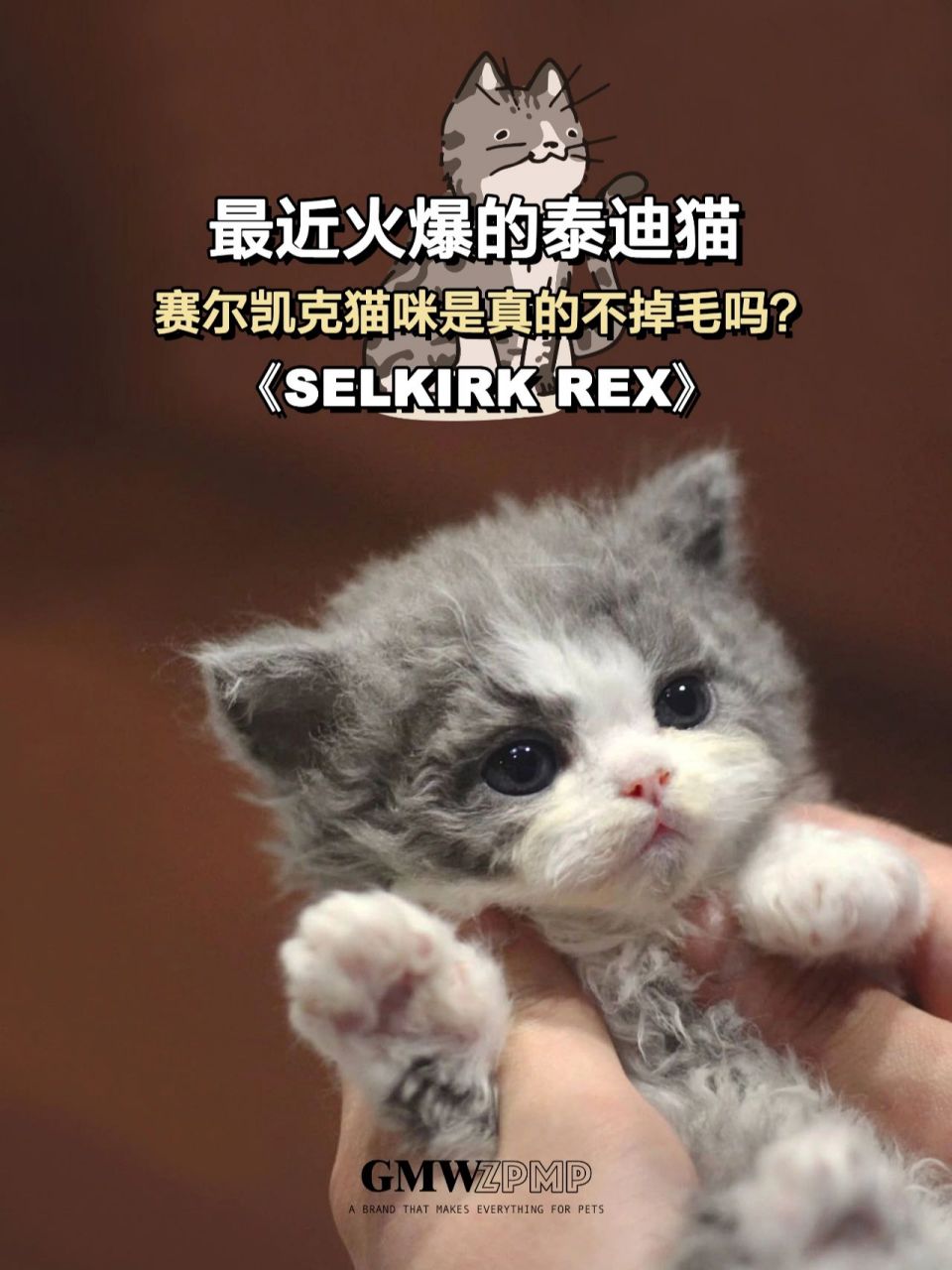 它们俗称为"泰迪猫","披着羊皮的猫"因为它们全身的毛就像被烫卷的一