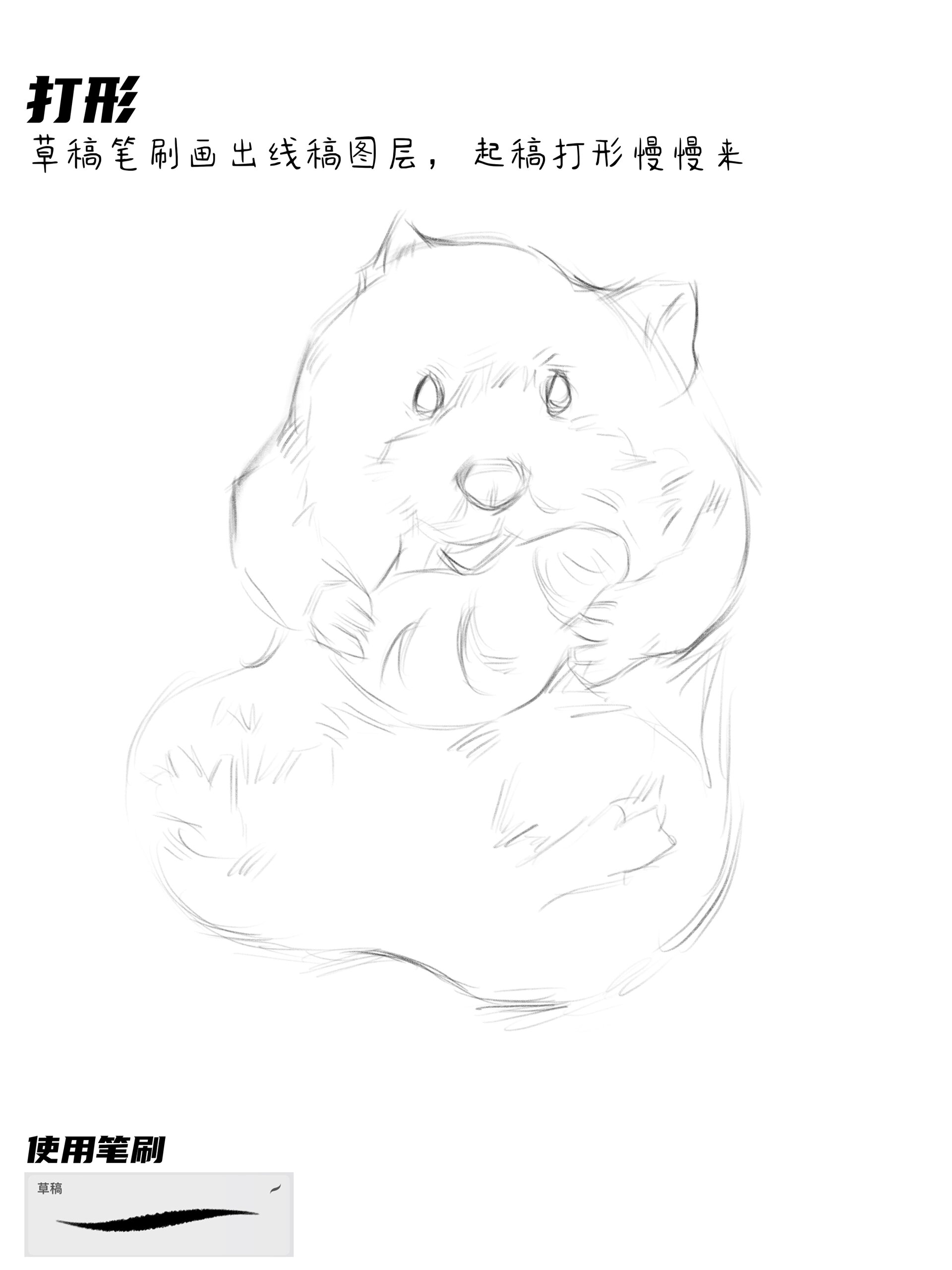 procreate绘画教程|画一只金丝熊