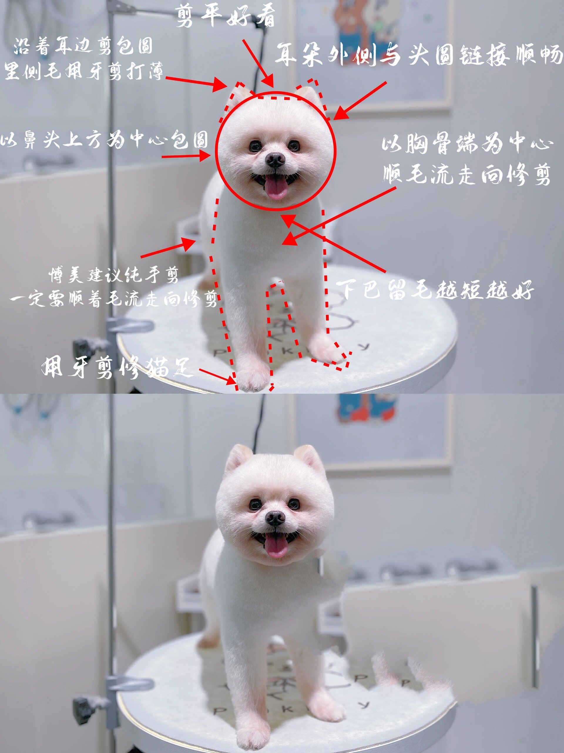 博美美容「俊介装」修剪分享