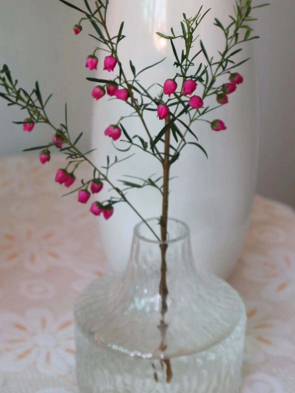 波罗尼花养护方法: 1.花枝切口剪掉2㎝,开口5㎝