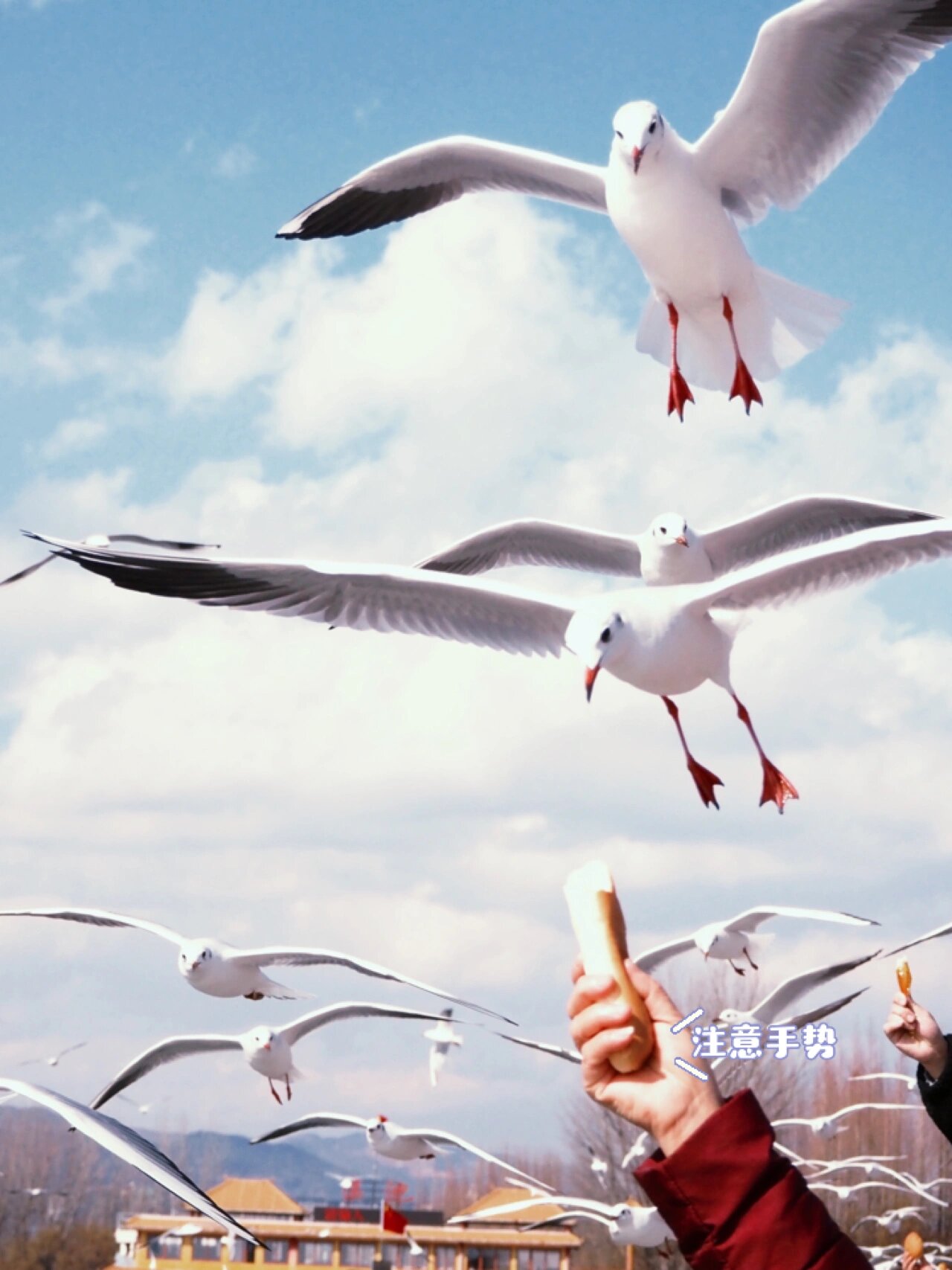 滇池红嘴海鸥不是什么面包都爱吃的!