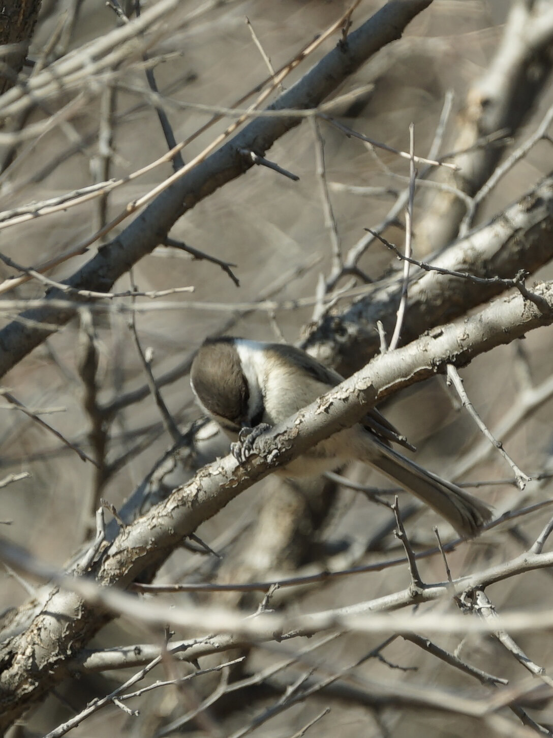 褐头山雀 willow tit long covid后的第一次阳台山溜腿 选了小爬升