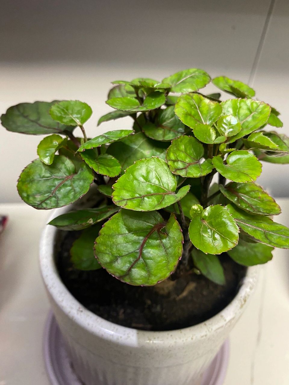 绿植"金钱兜"养护心得,分享给你们!