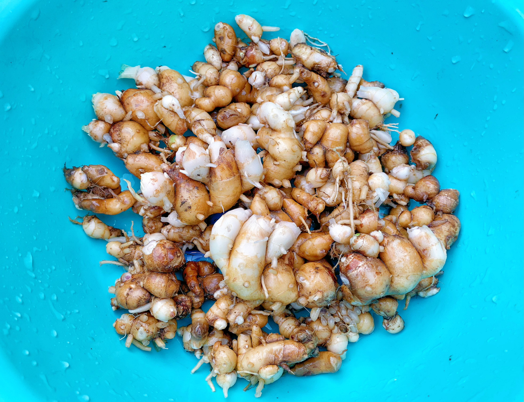 沙姜(自种) 种了2年多 主要是没空挖 旧种都霉烂了,空心了 又长出新果