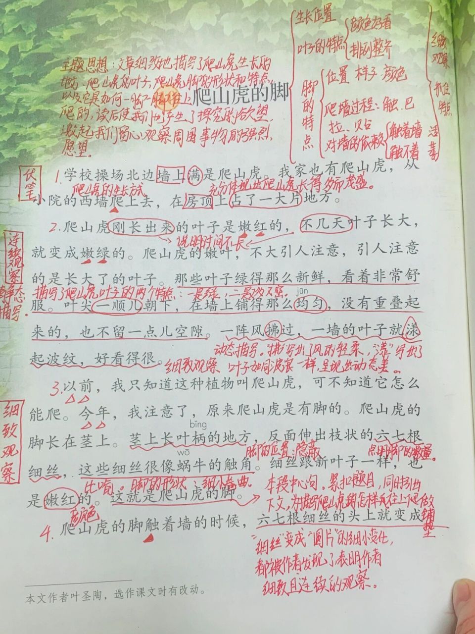 四年级语文上册—第十课—课堂笔记 《爬山虎的脚》课堂笔记