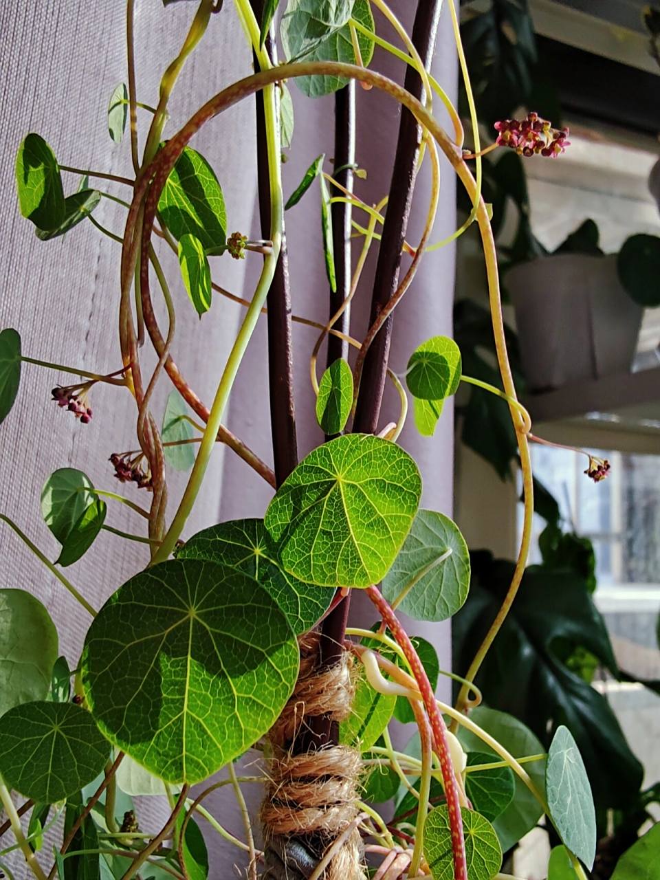 你家的山乌龟开花了么?