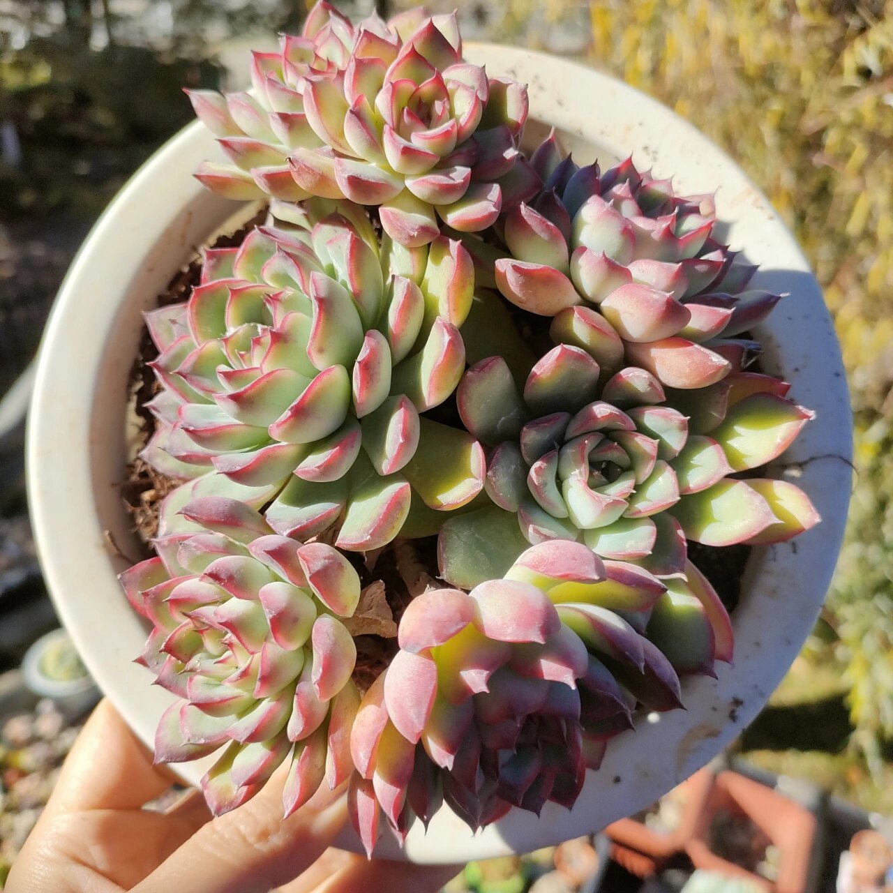 第三十七款,多肉荷花 莲花座的多肉很多,不认识的一律按照荷花处理