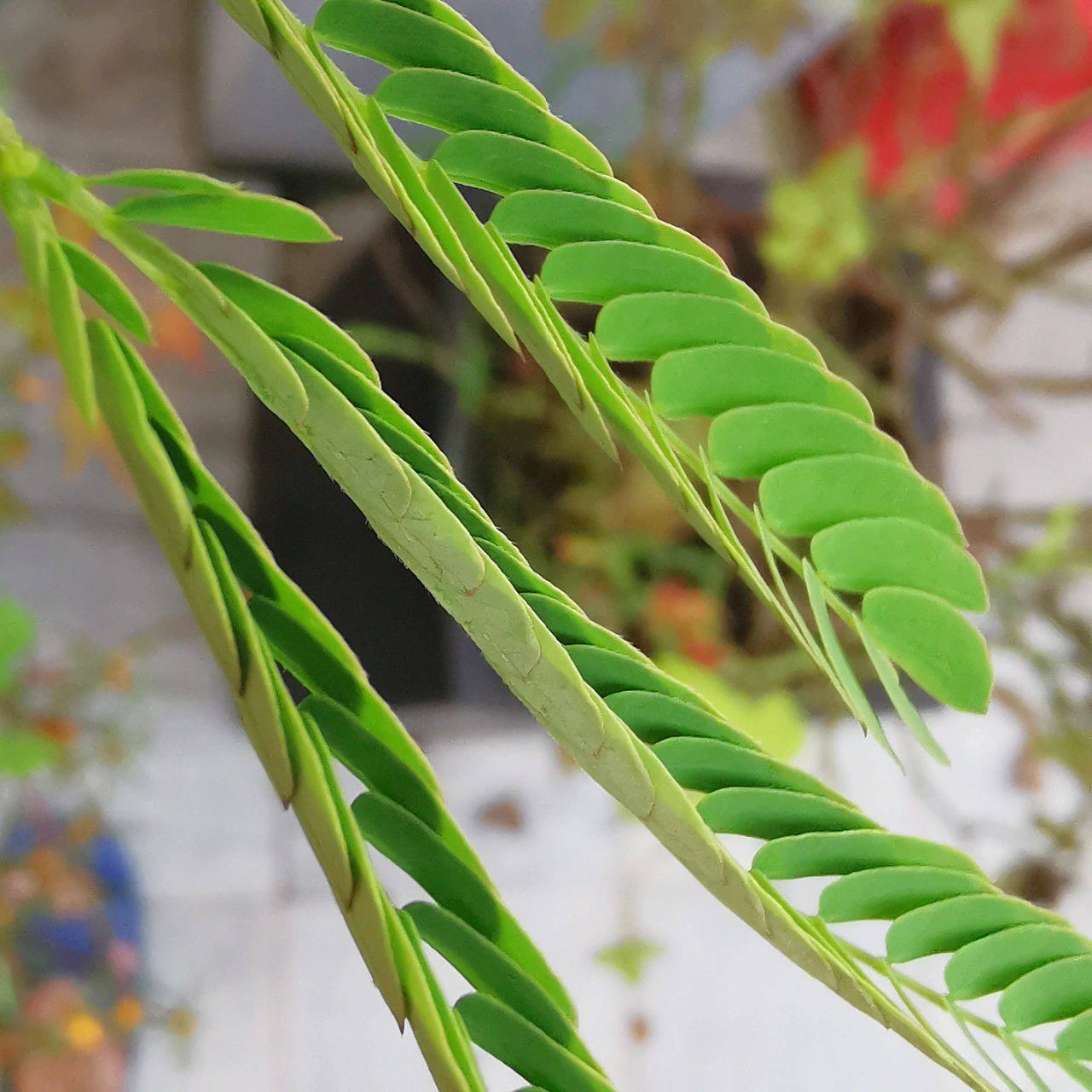 合欢树的叶子为什么晚上会合起来 合欢树之所以晚上会紧闭叶片,是因为