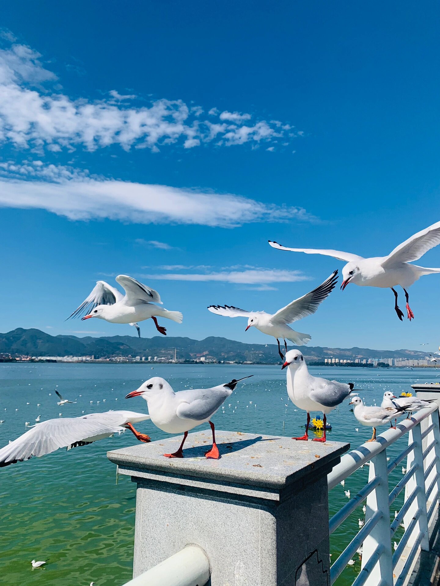 昆明滇池海埂大坝海鸥图片