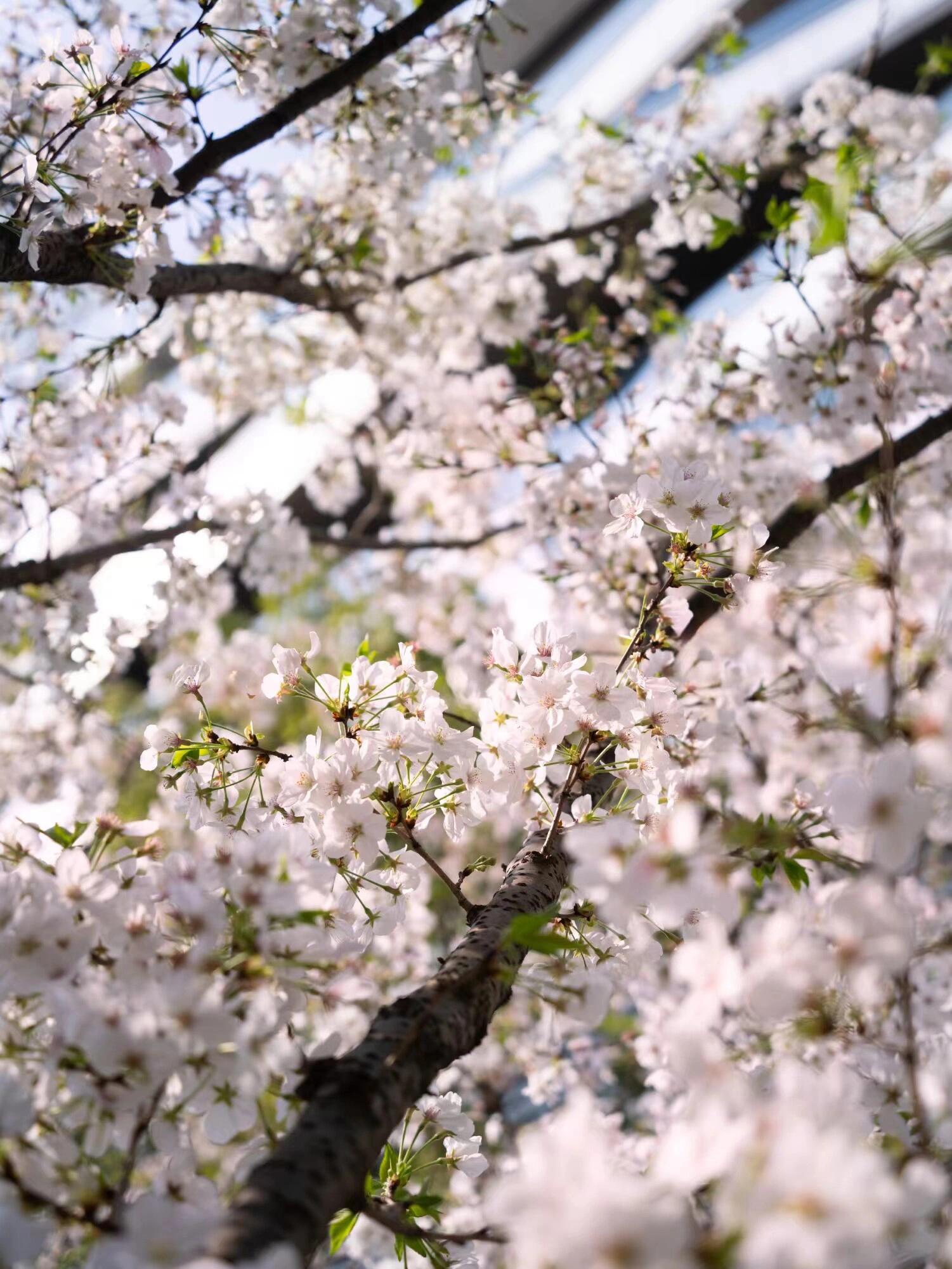 重邮樱花图片