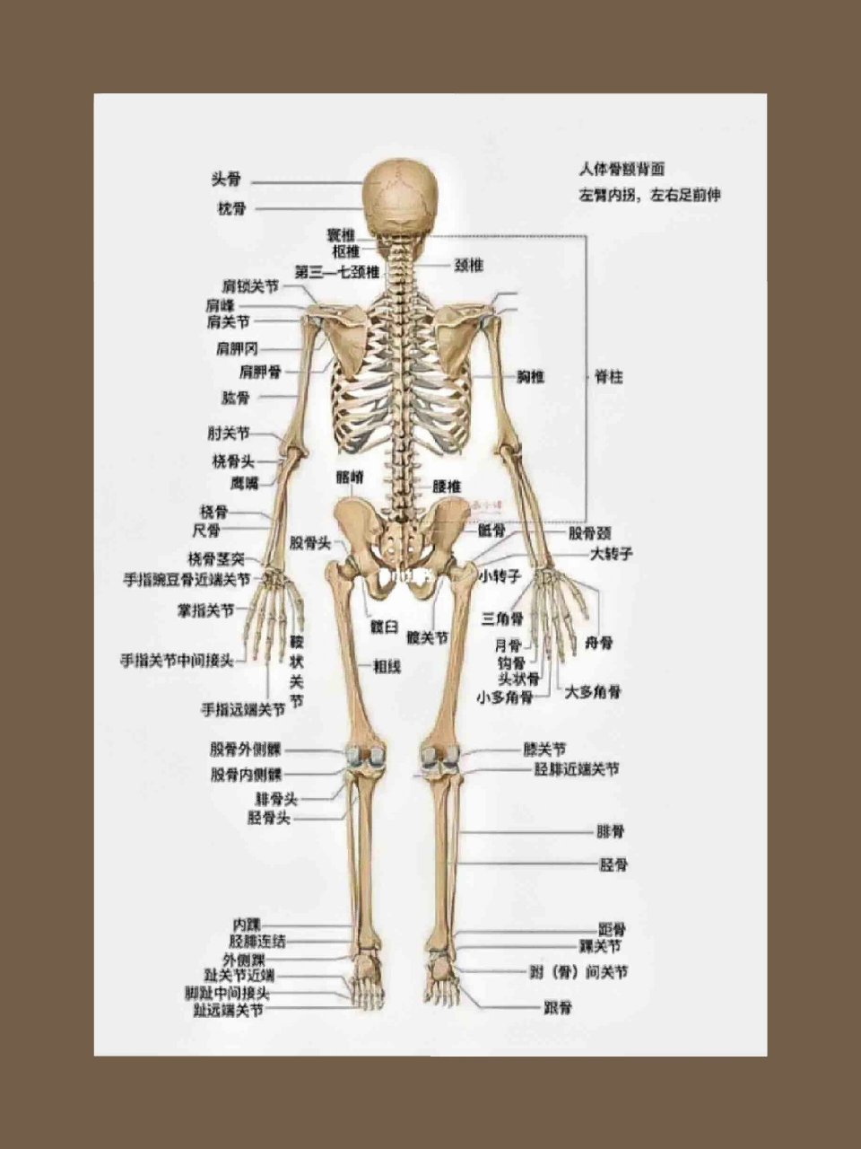 人骨图片全身名称图片