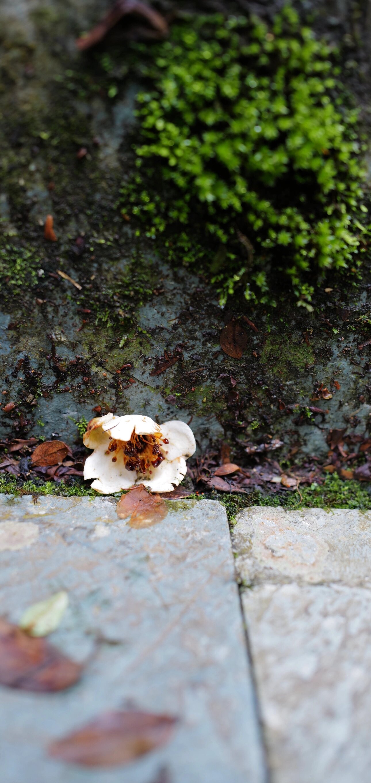 微观世界—大围山国家公园之徕卡q2篇 同样的景物,不同的拍摄工具