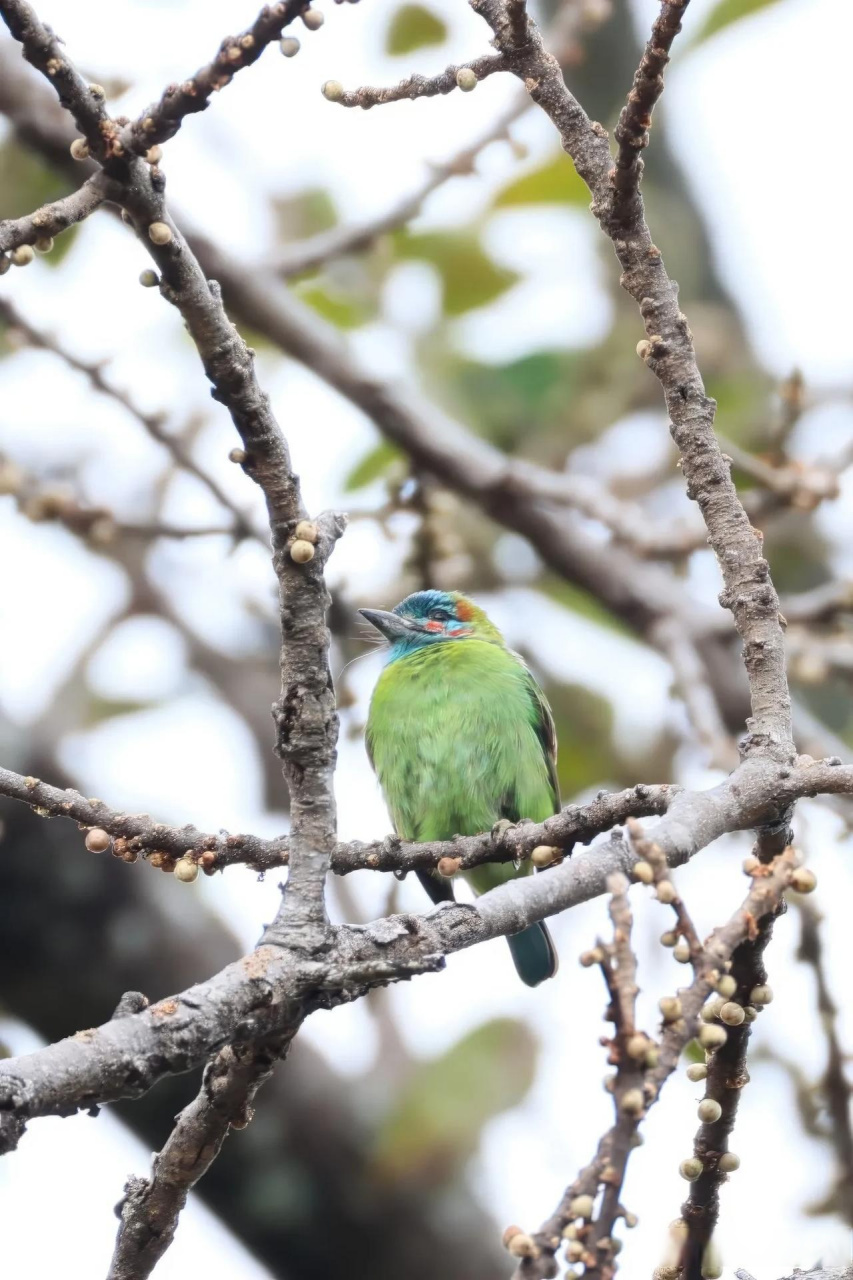 【百鸟志61图纪】 (357)◇70蓝耳拟啄木鸟70◇ (癸卯季冬,摄于