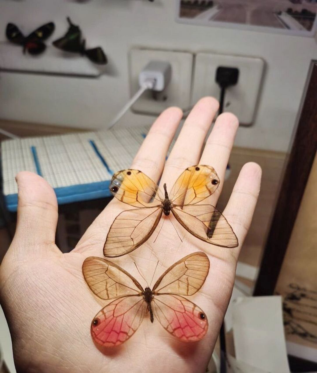 晶体蝴蝶——红黄玫瑰水晶绡蝶 来自秘鲁蝶场的透明蝴蝶03 有着透明