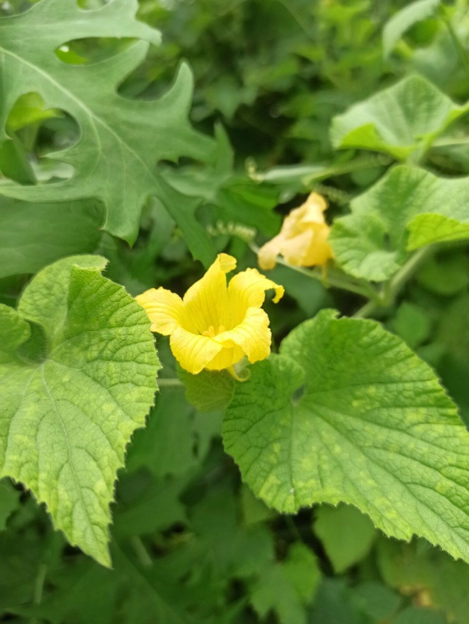 东北野草花(六十九)赤瓟 葫芦科赤爮属攀援草质藤本植物.
