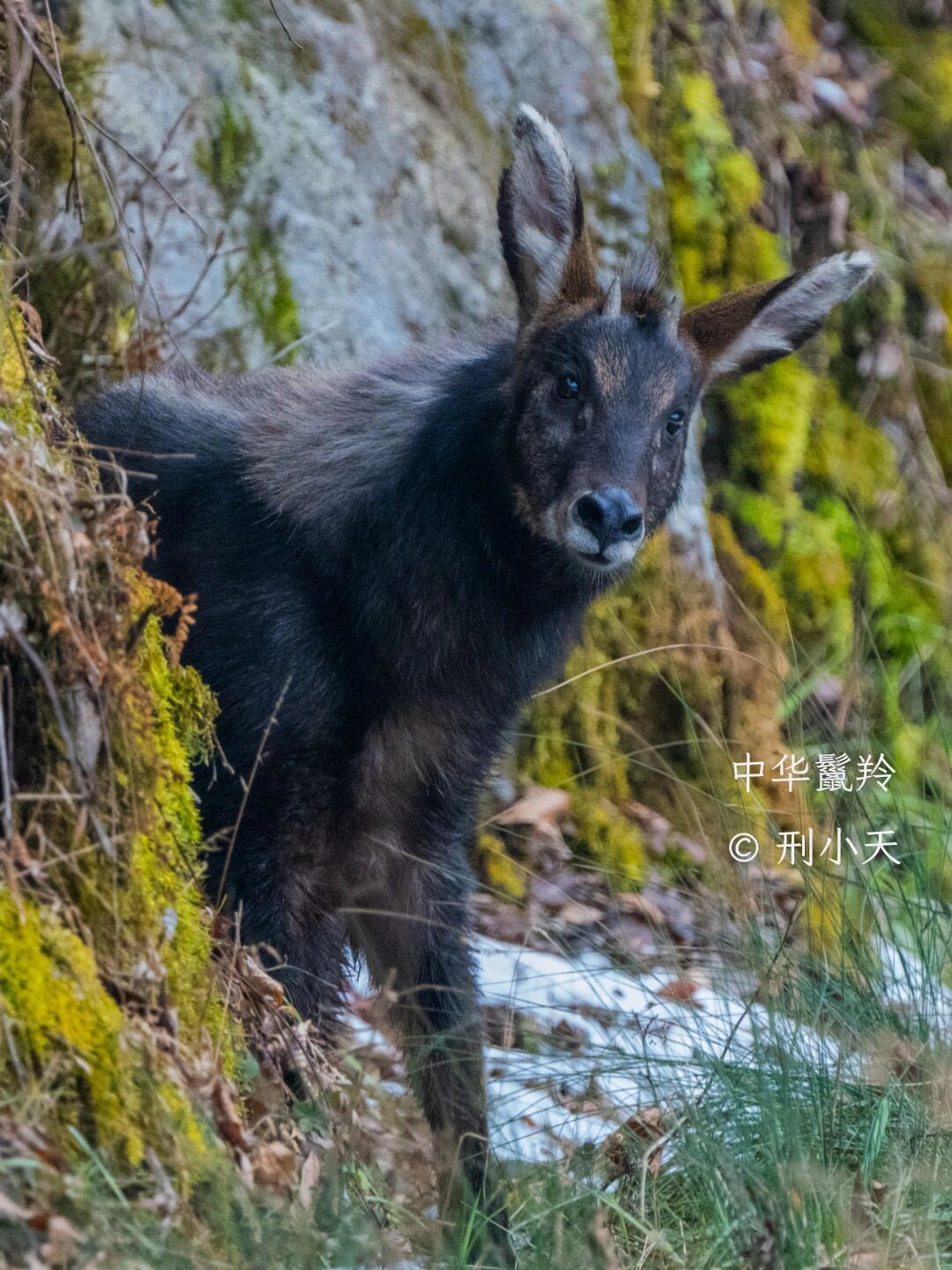 秦岭里的"四不像"