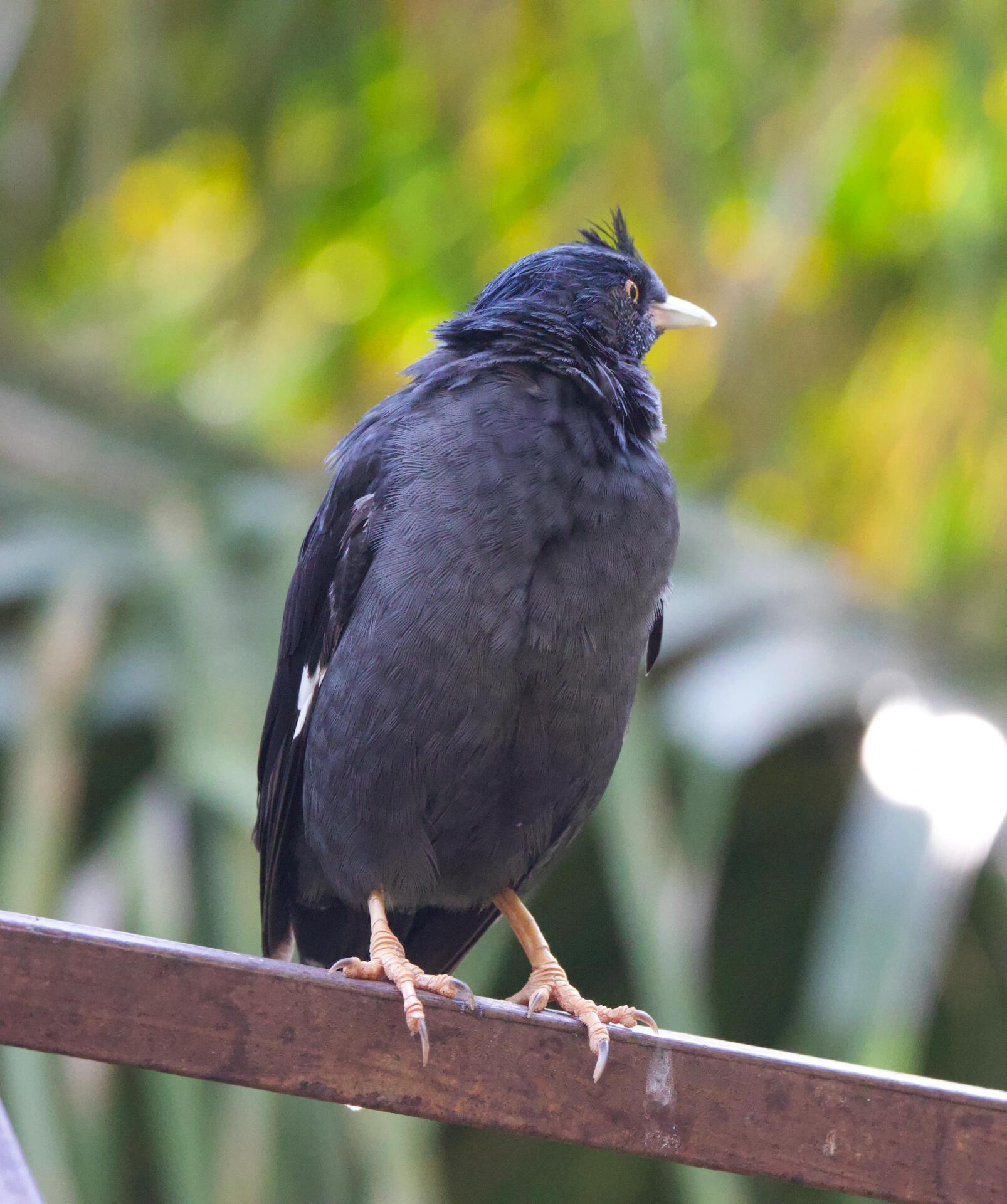 crested myna,学名:acridotheres cristatellus),是雀形目椋鸟科八哥