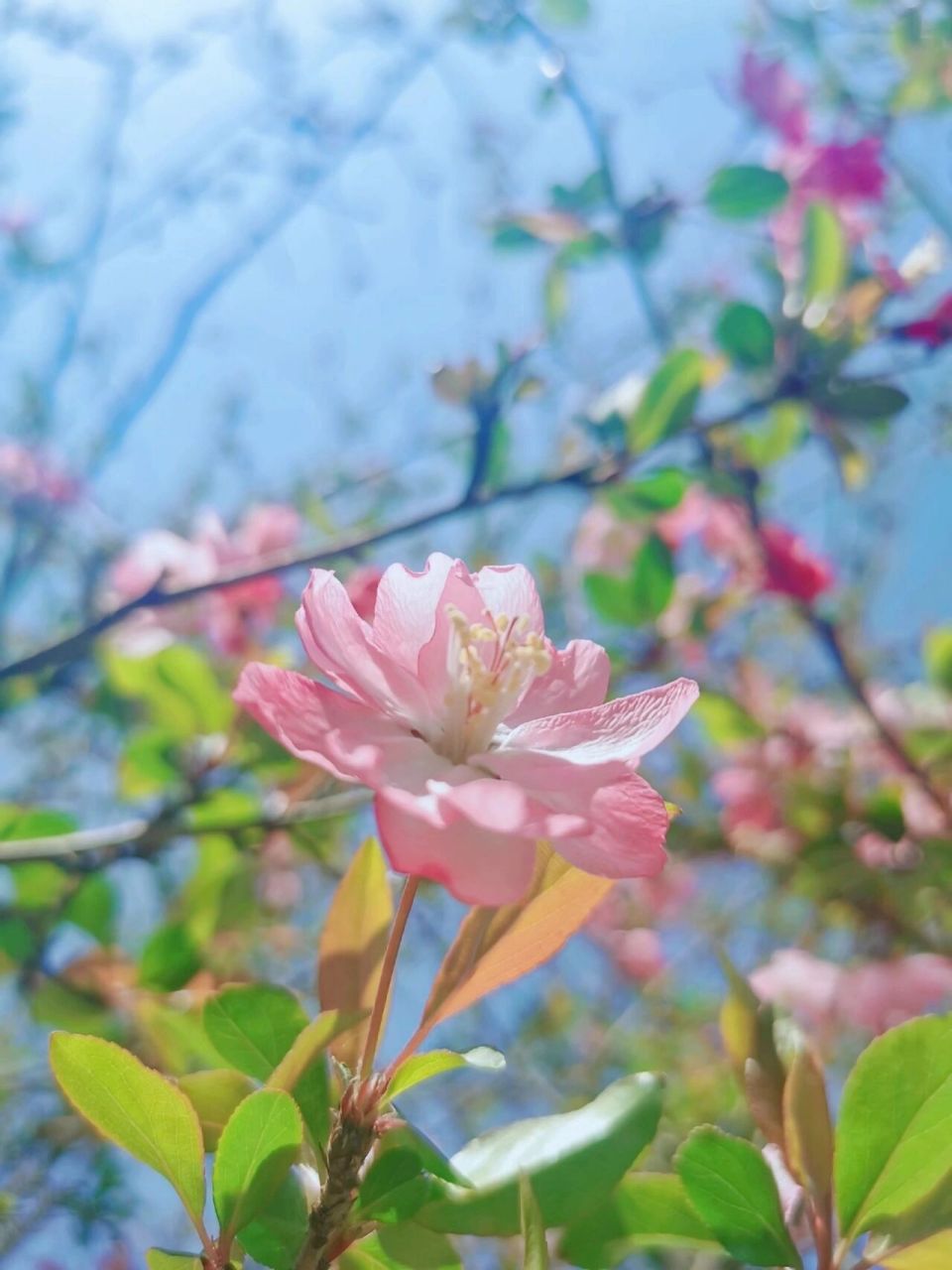 海棠花真是绝美的花花 又是海棠花开的季节!