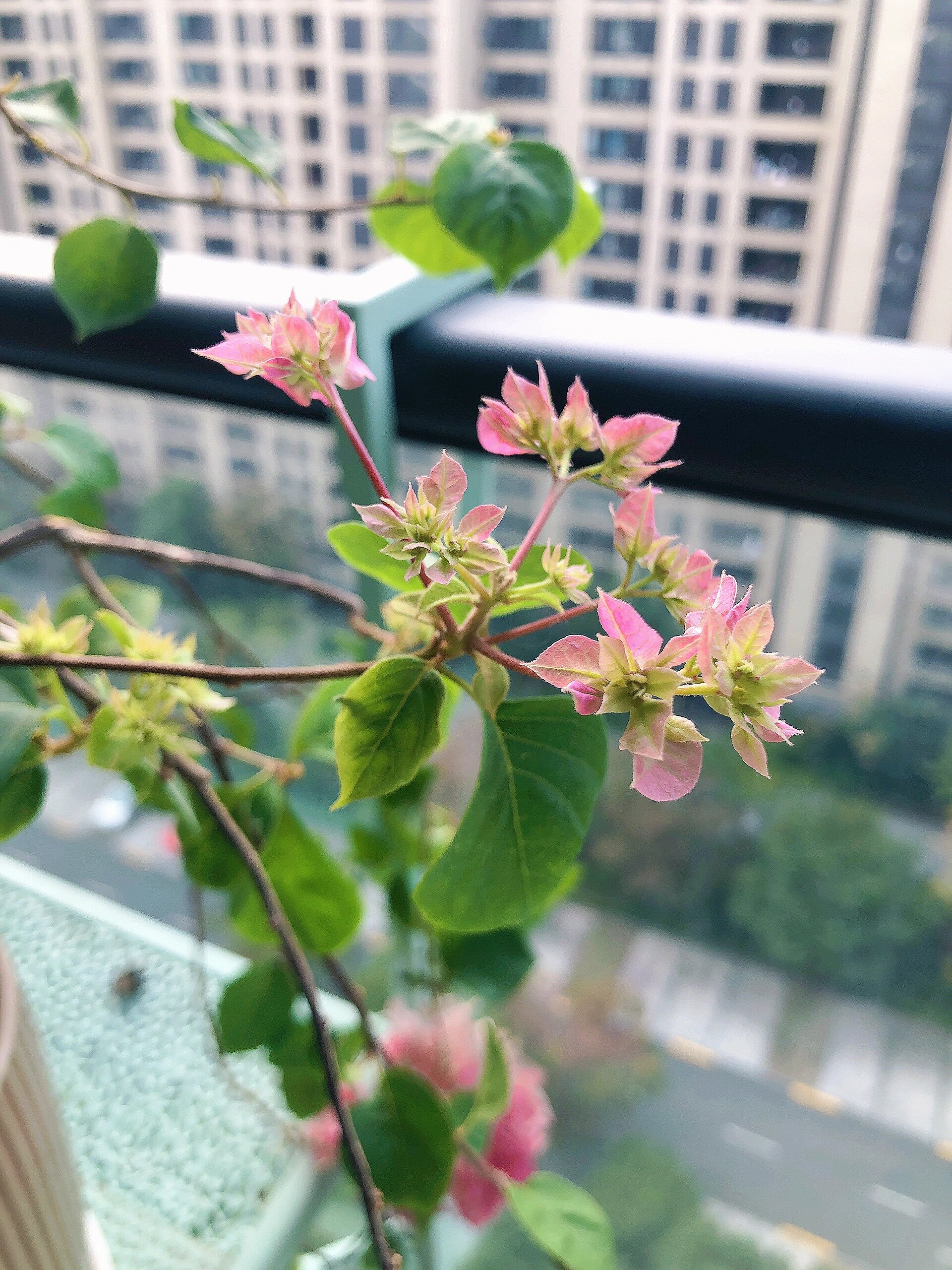 三角梅重瓣怡景 这棵重瓣怡景真的是太勤花了,感觉她每个月都在开花