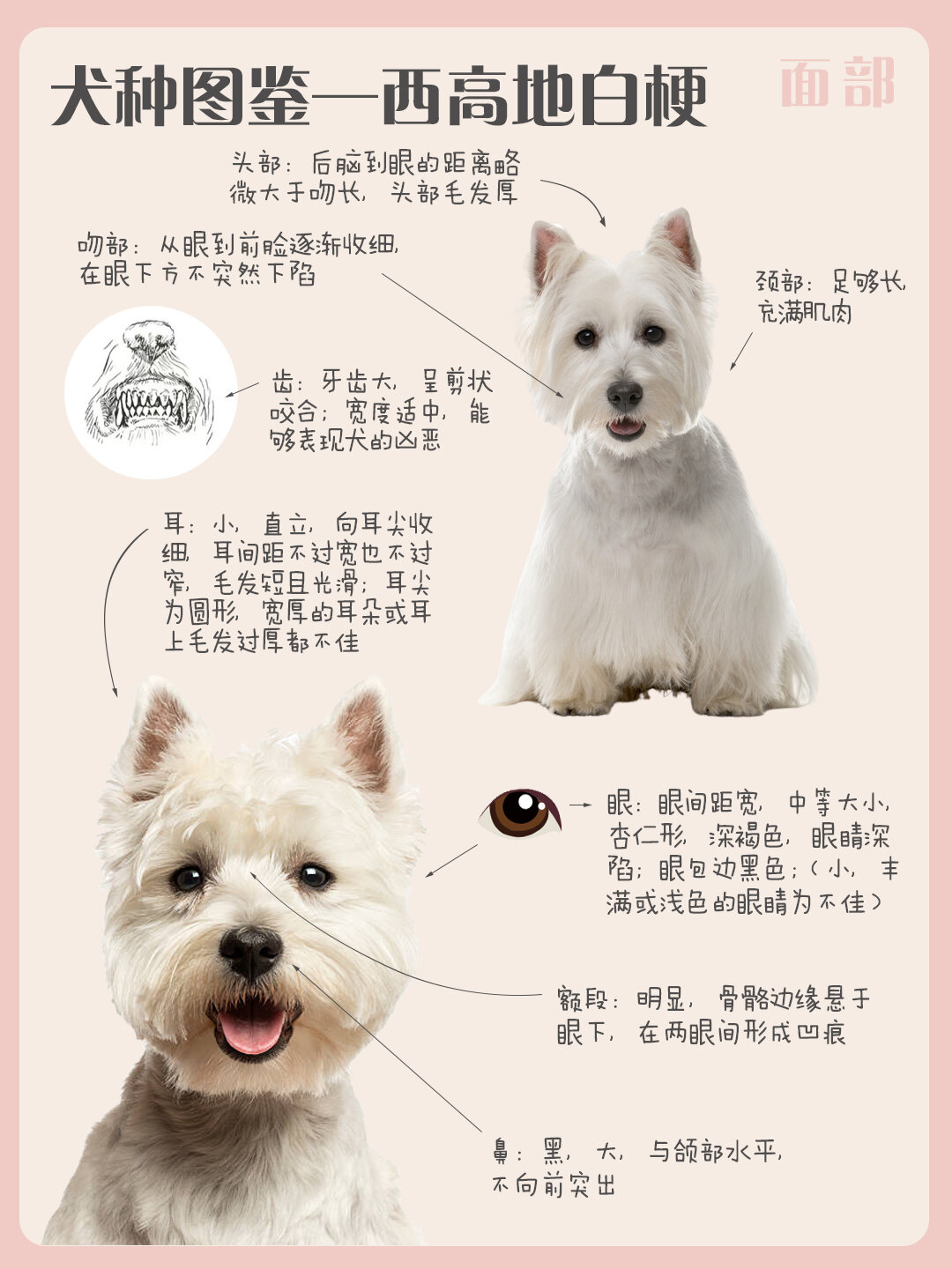 犬种图鉴——西高地白梗