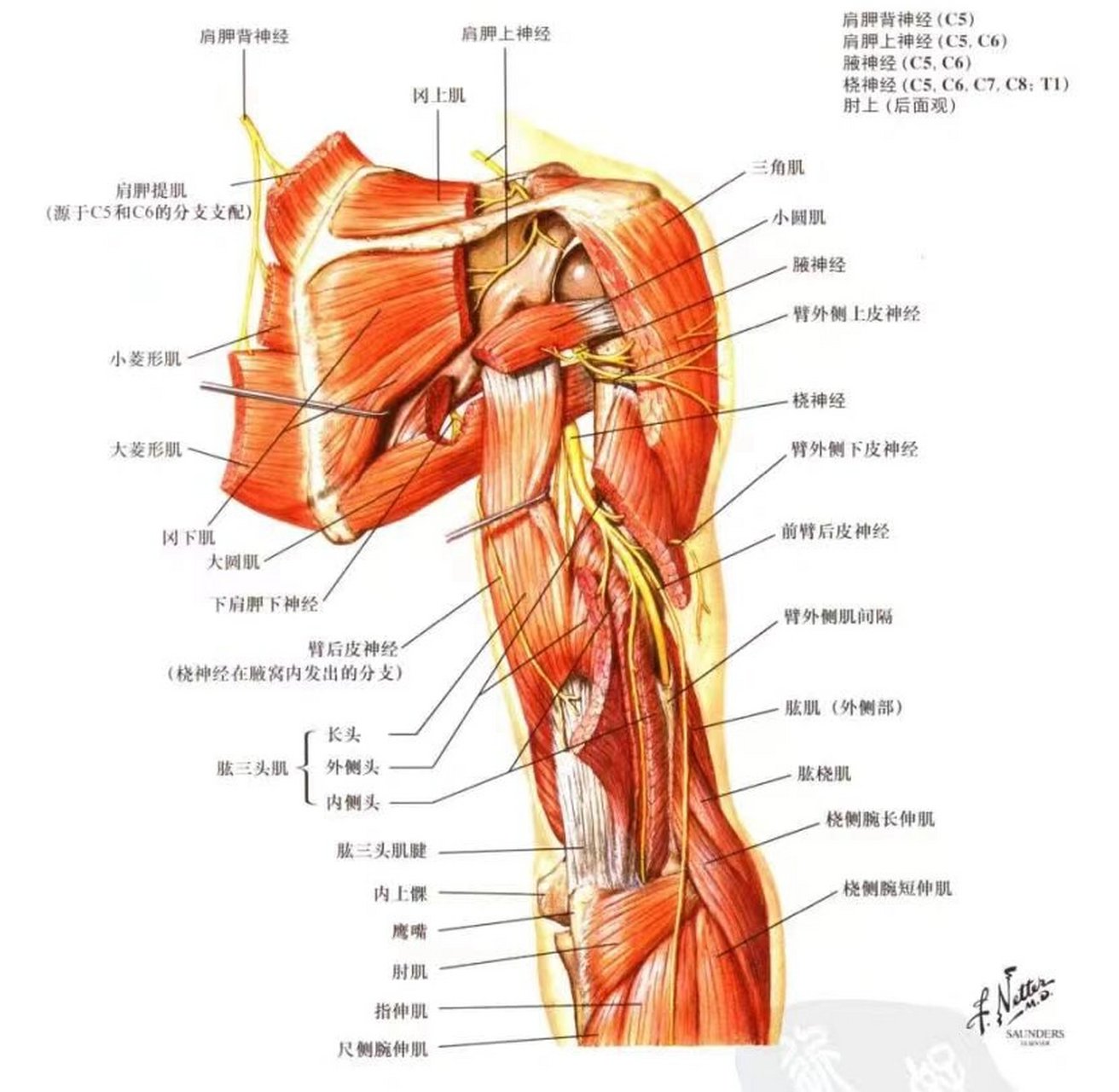 手臂神经分布图6条图片