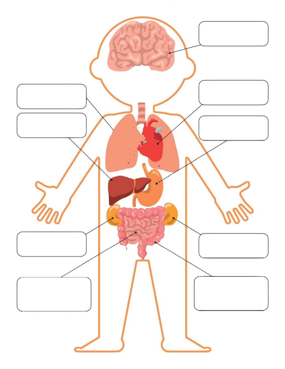 幼儿园|认识身体的器官02