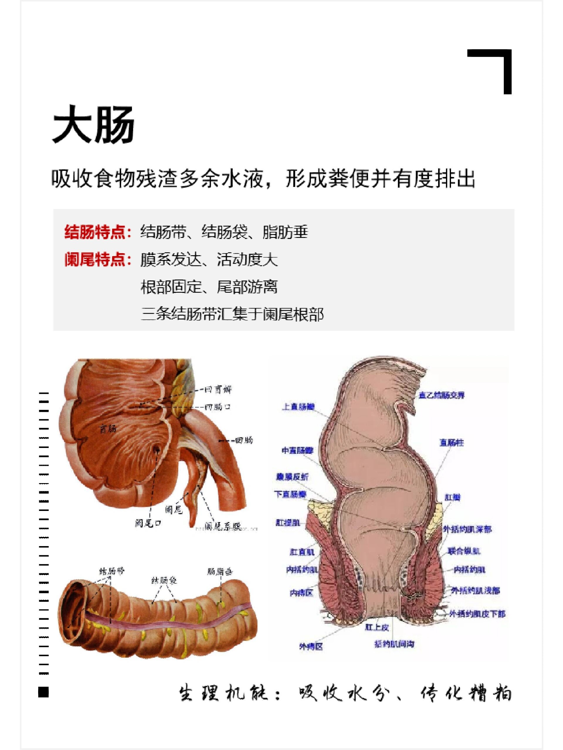 大肠小肠作用图片