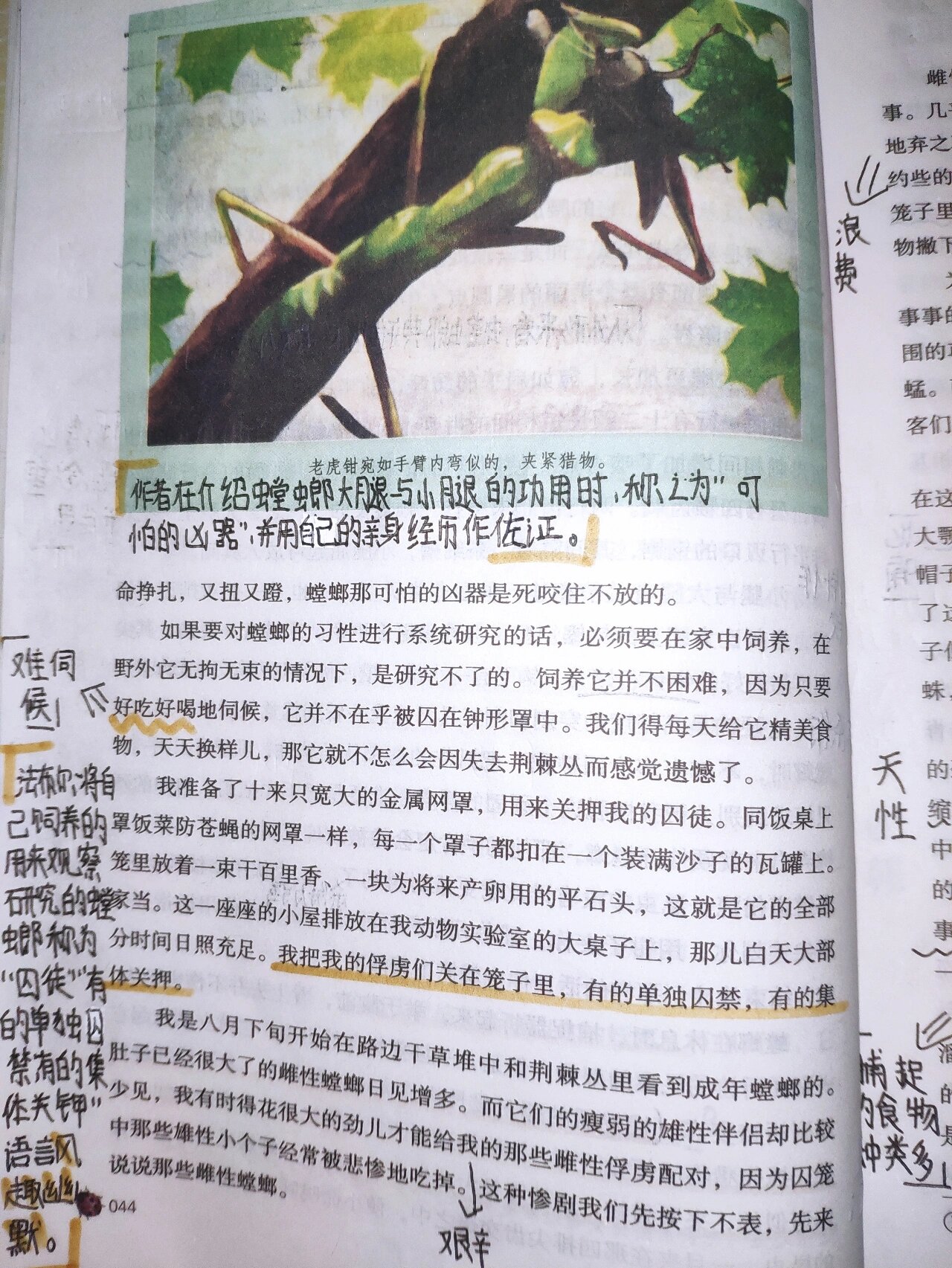 《昆虫记》第一章 第五节~螳螂捕食