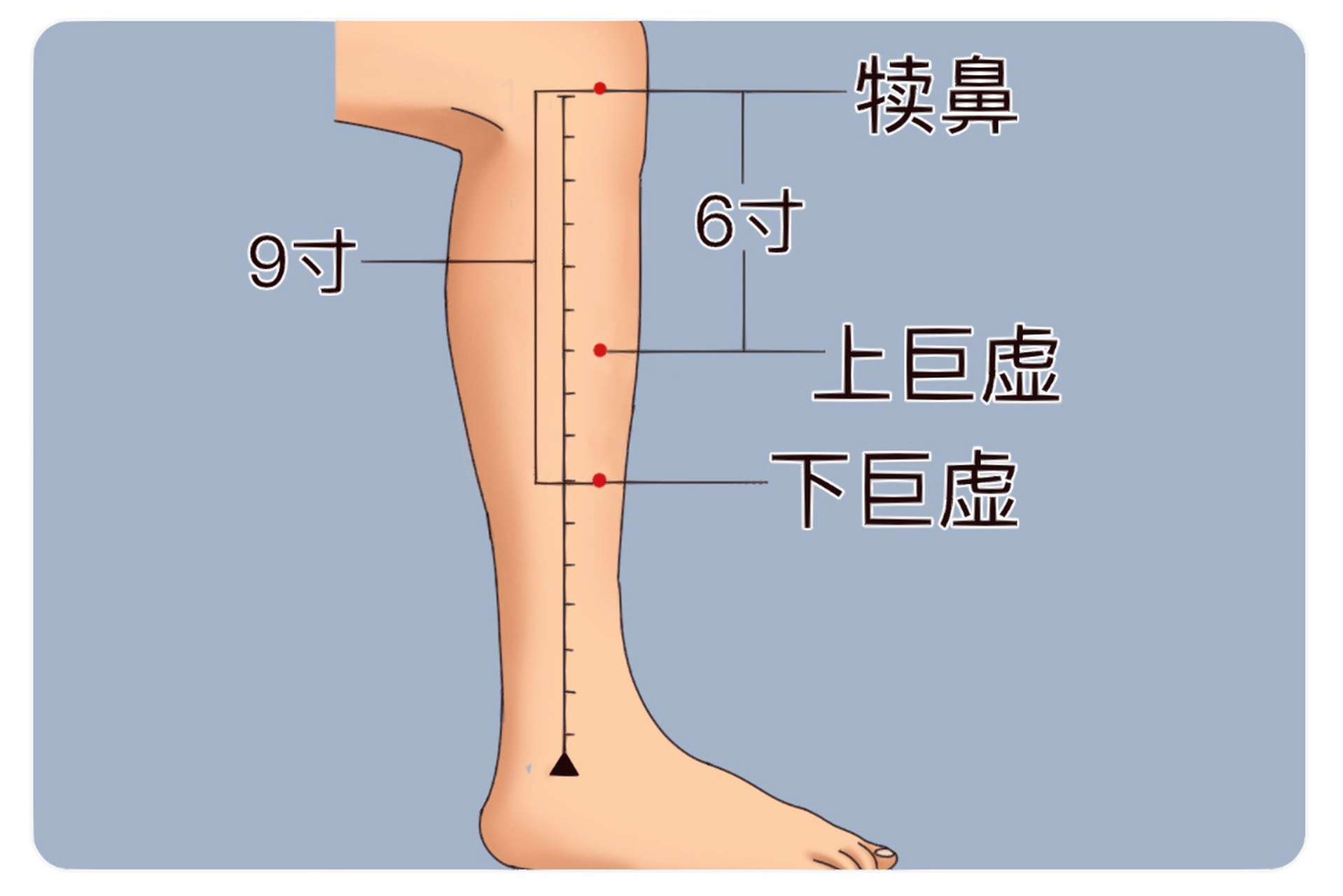 上巨虚的位置图片