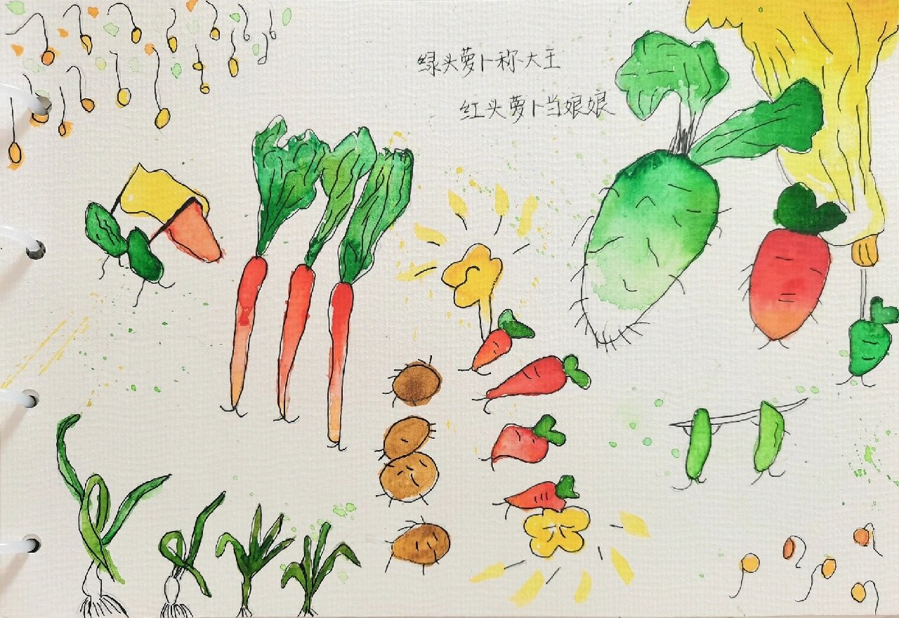 《一园青菜成了精》绘本创作临摹