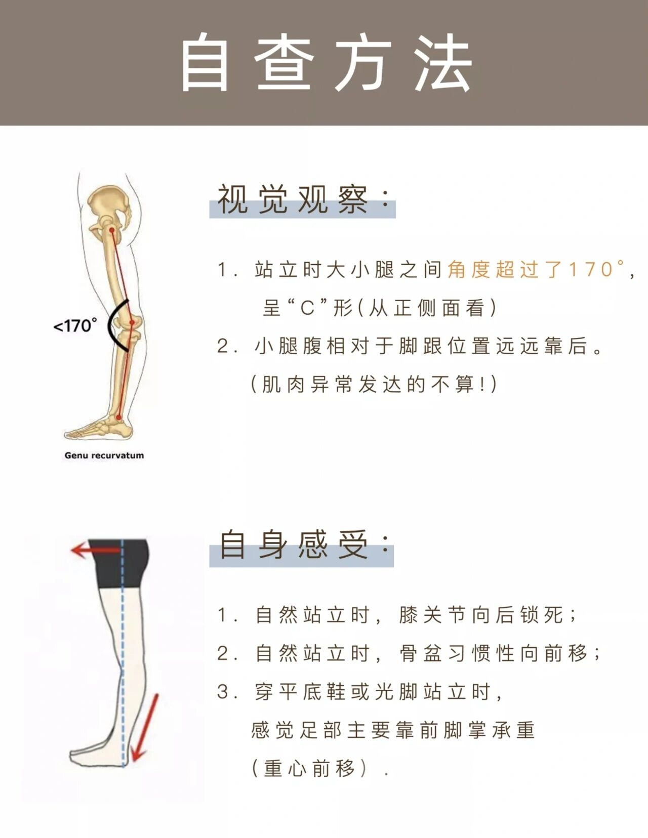 膝关节的屈和伸图示图片