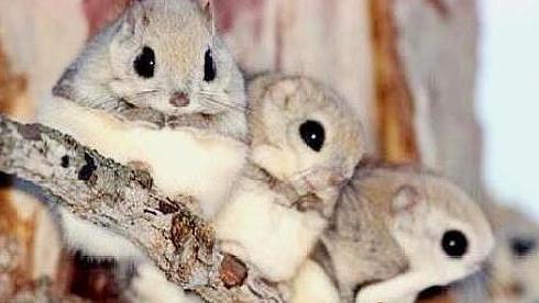 寒号鸟,学名复齿鼯鼠,是一种分布于中国的独特动物,拥有滑翔能力,以