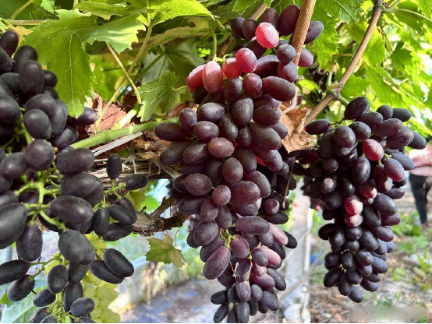 【潢川县付店镇:玲珑葡萄满枝藤 甜蜜飘香采收忙】眼下正是葡萄成熟