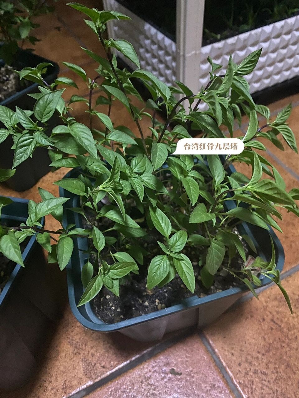 各种罗勒纷纷开花 罗勒的品种实在太多了 味道上差异也是挺大的 象最