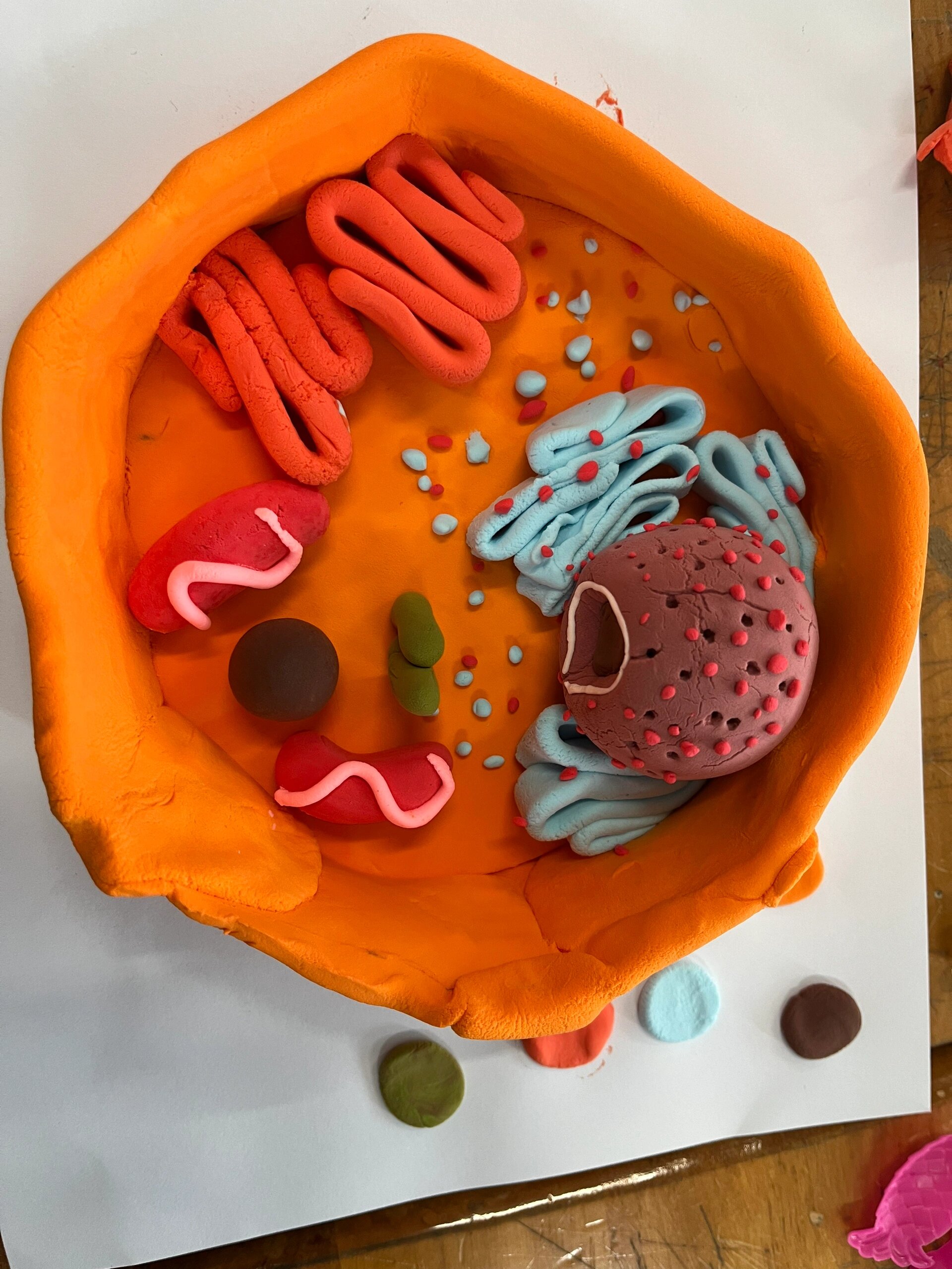 真核细胞三维结构模型