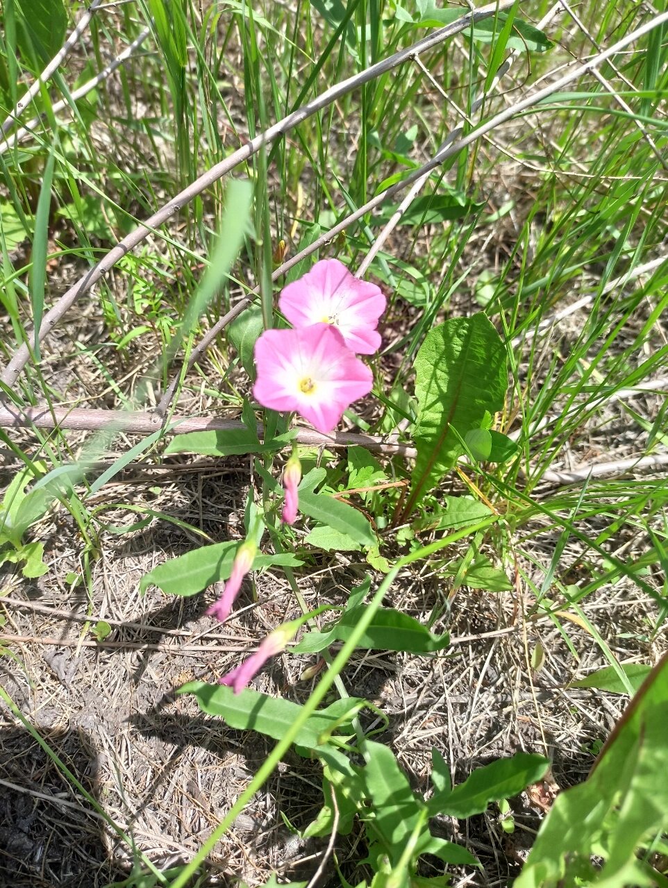 别名:小旋花丶中国旋花,野牵牛等 花语:恩赐 田旋花长得象小粉牵牛花