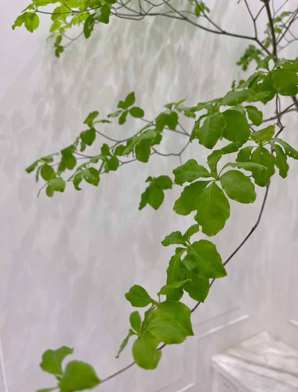 日本吊钟|治愈系植物9591 品相极好的一颗吊钟 日本吊钟|植物界