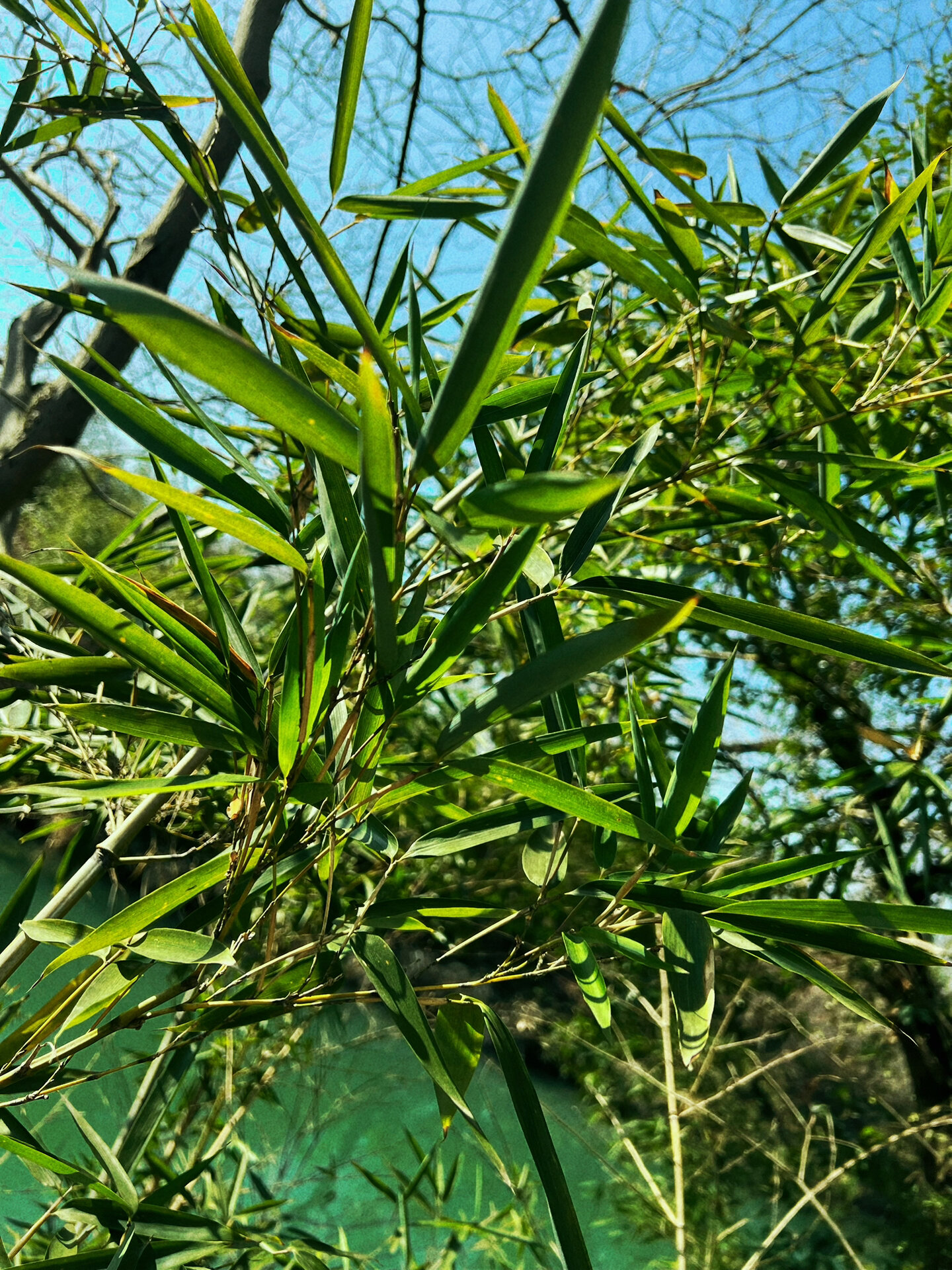 德钦箭竹? 绢毛北美箭竹? ……… 	 我不认识!