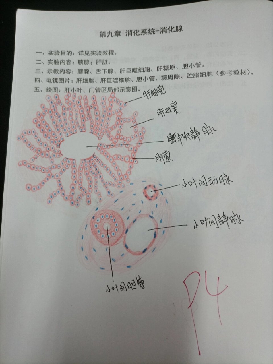 厚壁组织手绘图图片