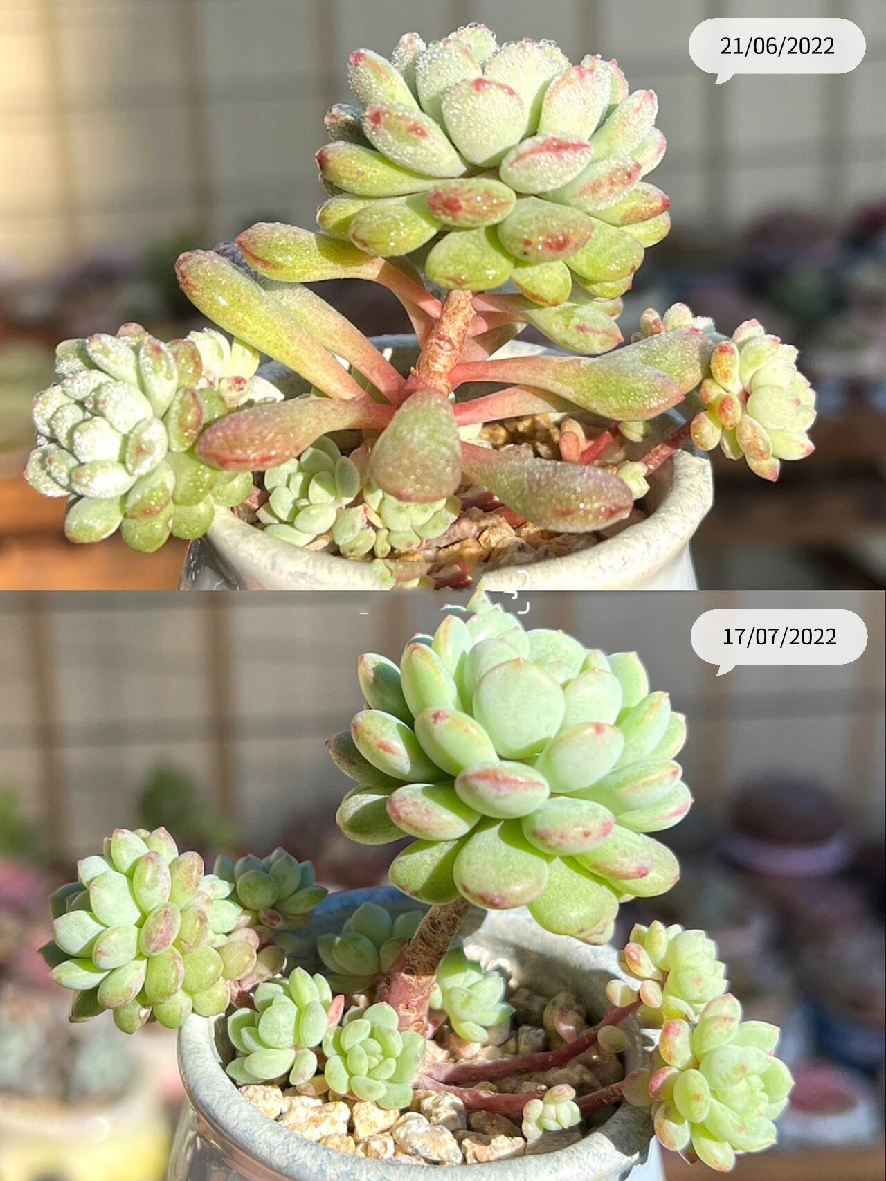 91多肉日记 | 一棵萌豆的前世今生99 这棵萌豆是今年重回肉坑入的