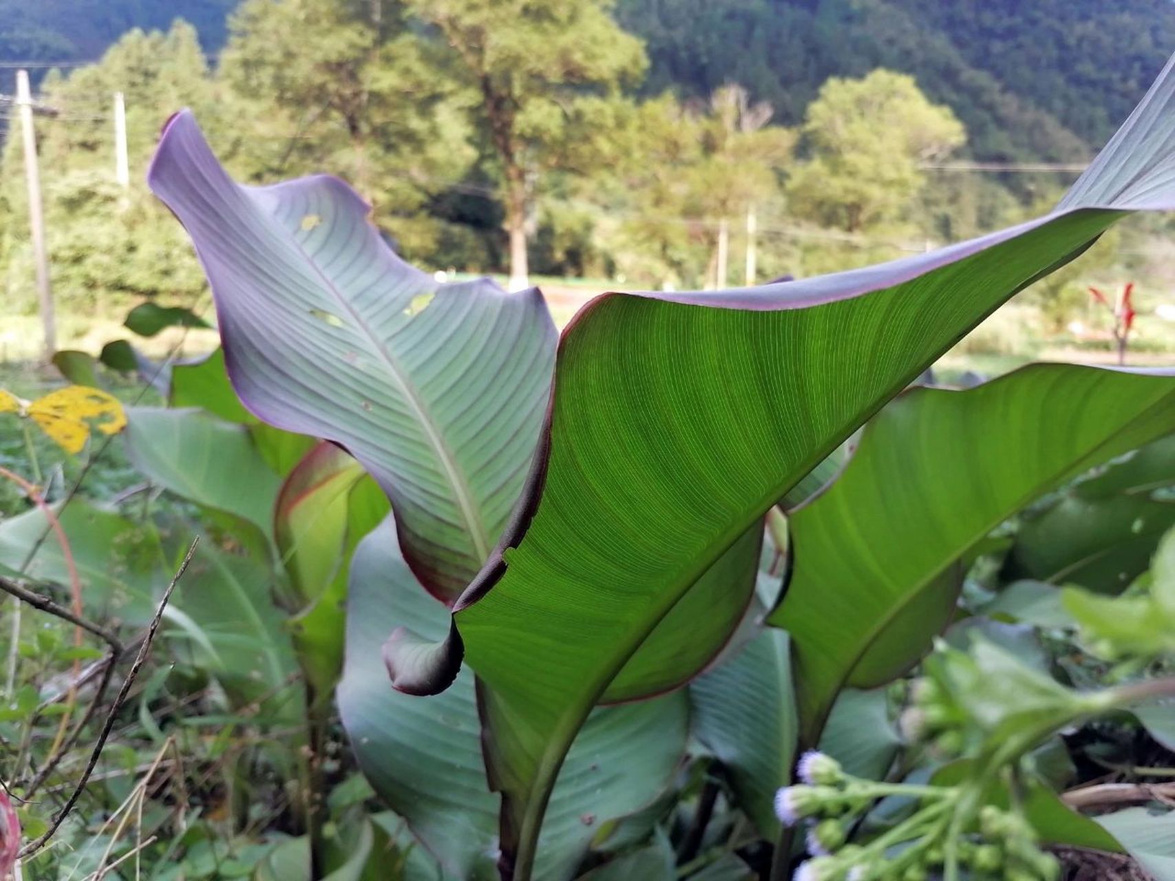 烹饪配料,营养价值高药用功效显著 蕉芋又称蕉藕,旱藕,姜芋,金山芋,原