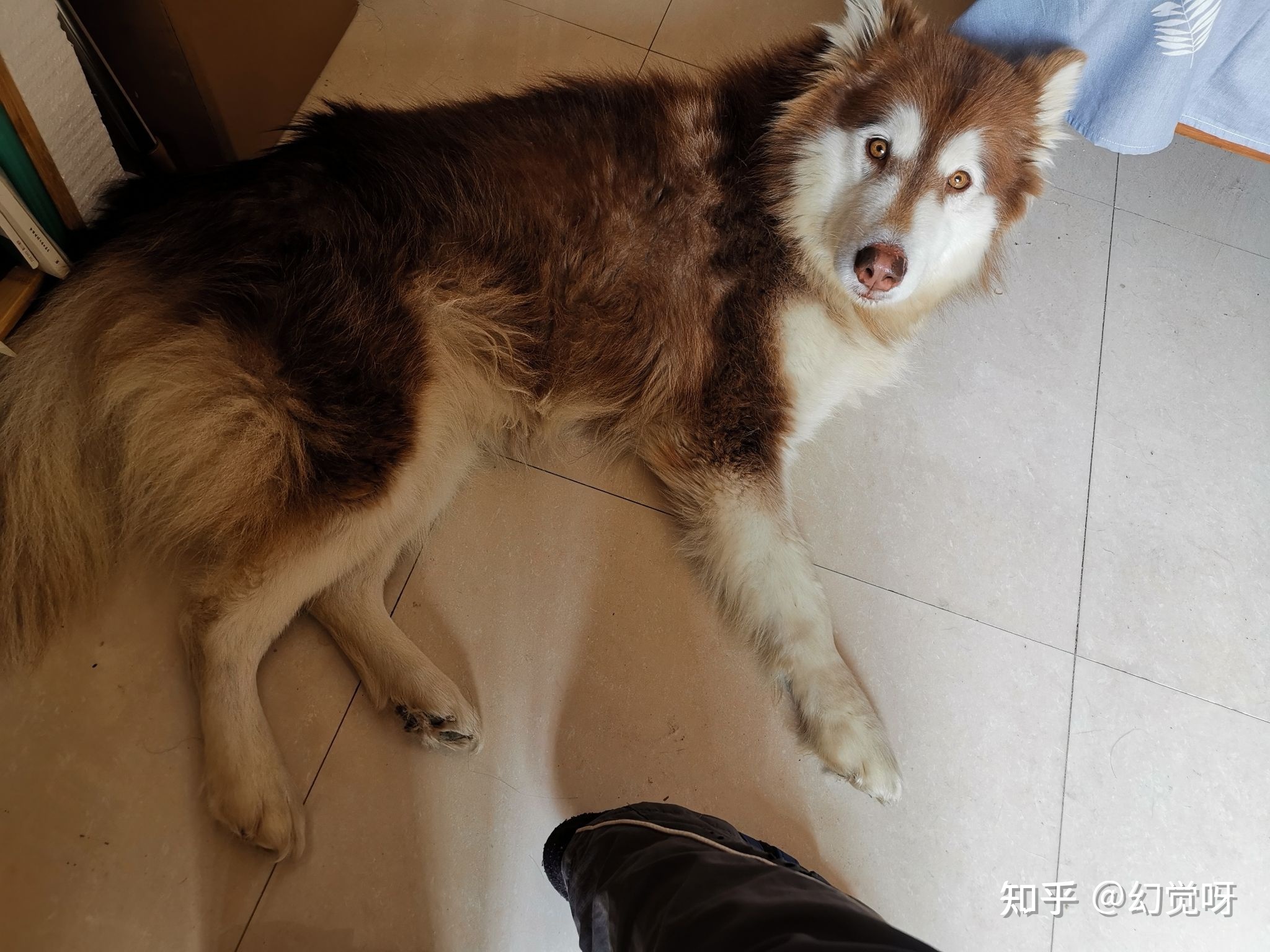 阿拉斯加熊版和狼版如何区分